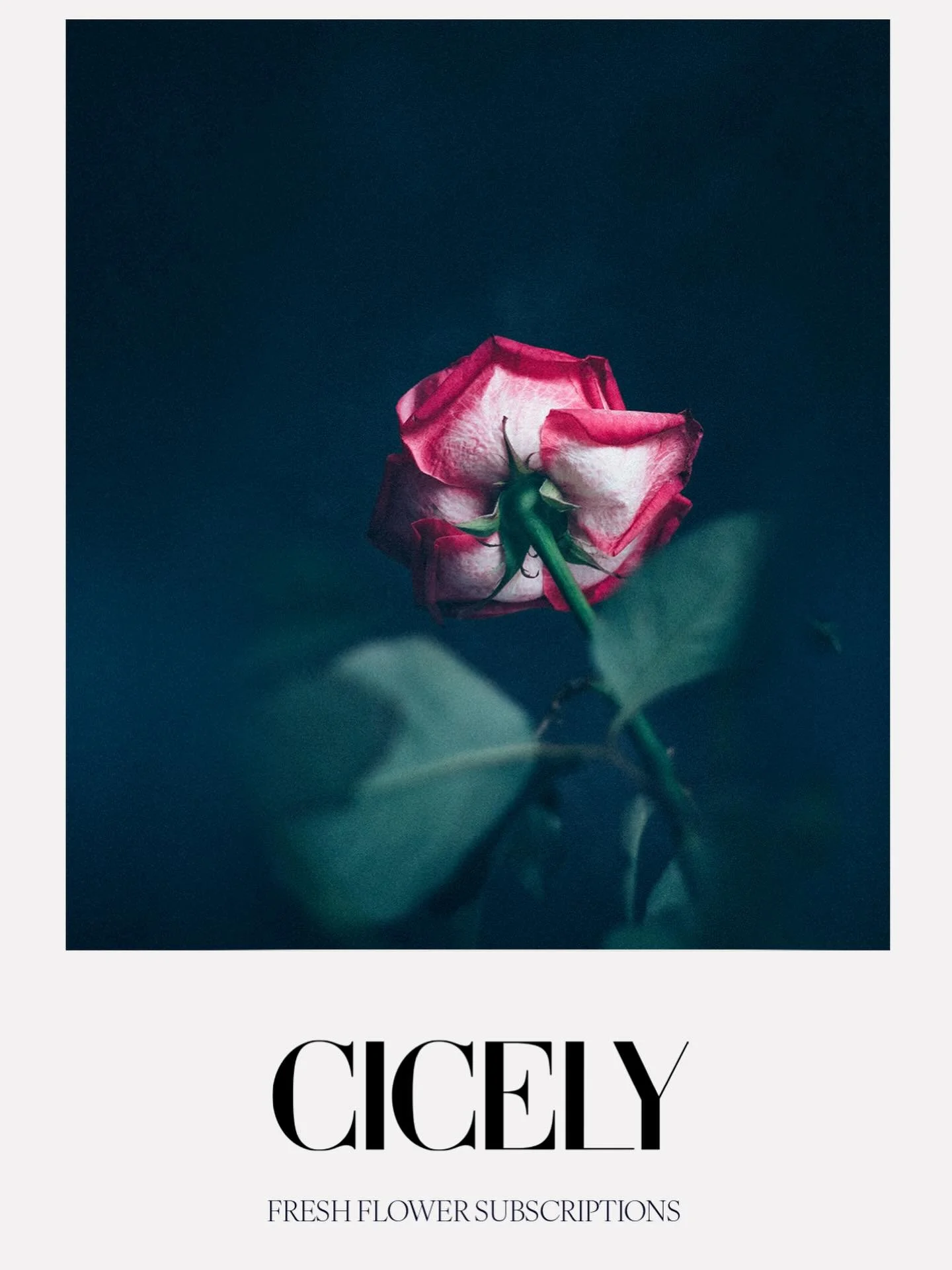 Follow @cicelystudio to discover more about our sensory philosophy and our way of perceiving and shaping environments through flowers x

For gift bouquets we would ask 48 hours notice x

Flower subscriptions are delivered locally every Tuesday x