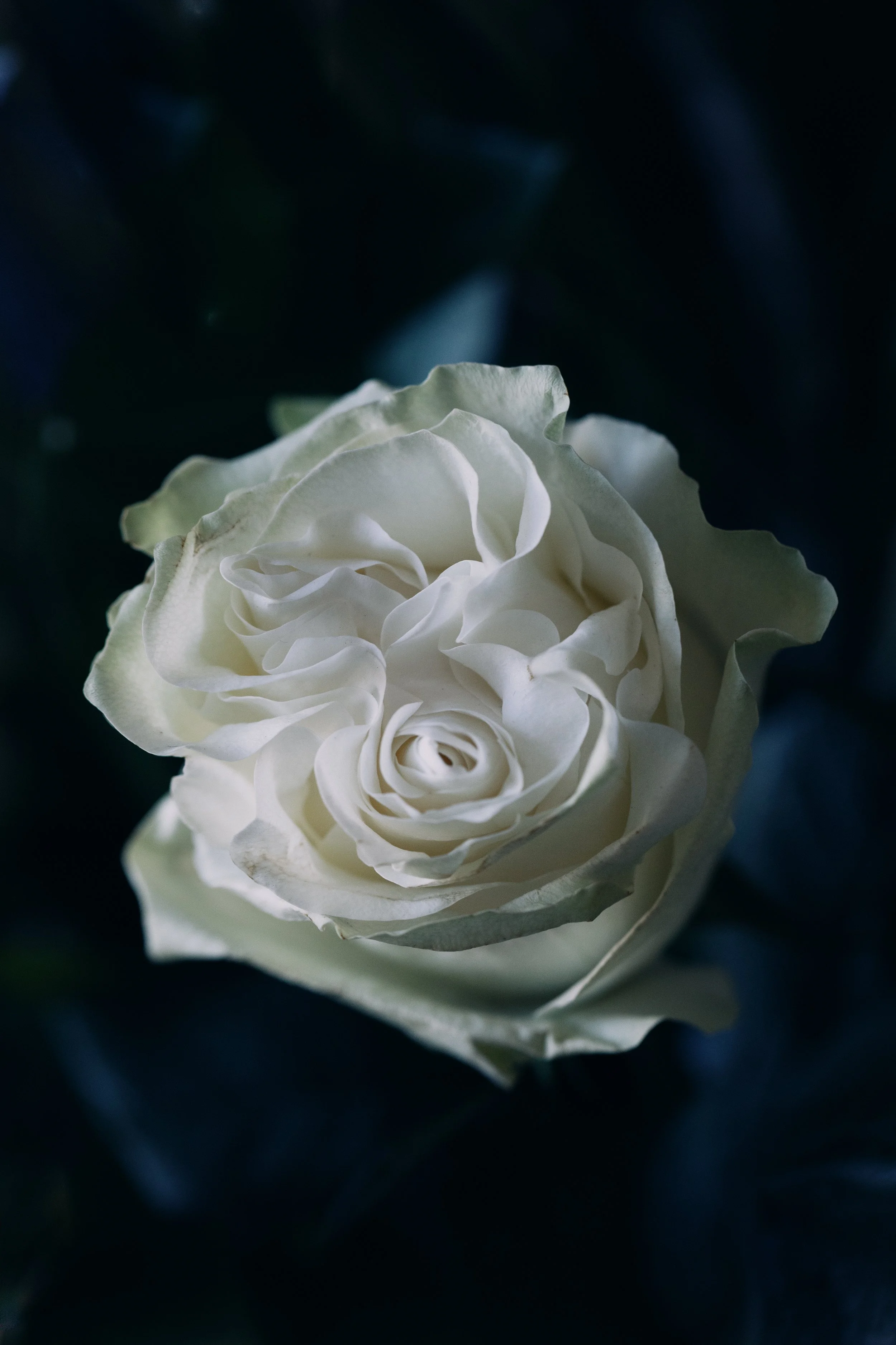 florist in blackheath flower delivery-4252.jpg