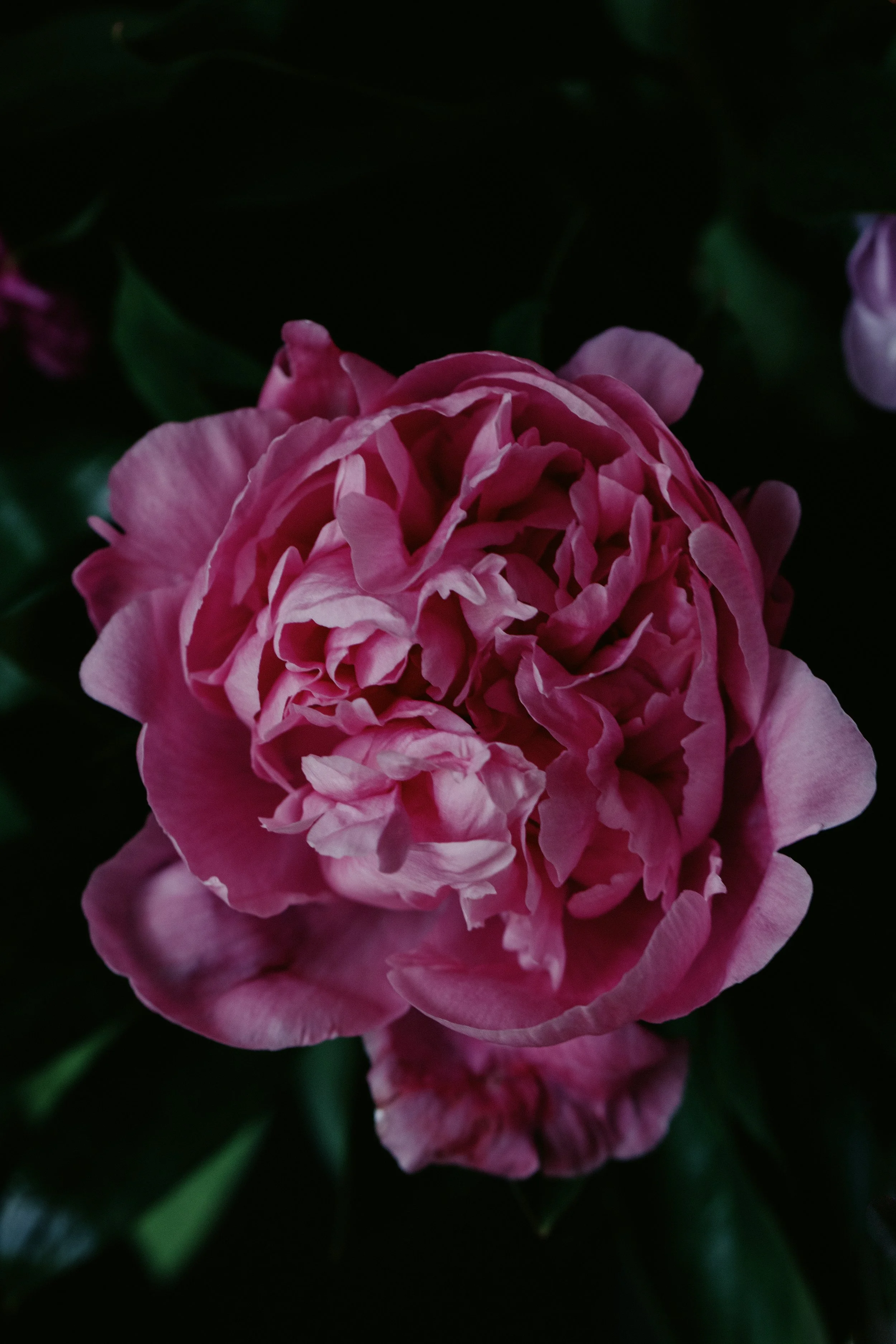 peony florist blackheath greenwich near me subscription -4472.jpg