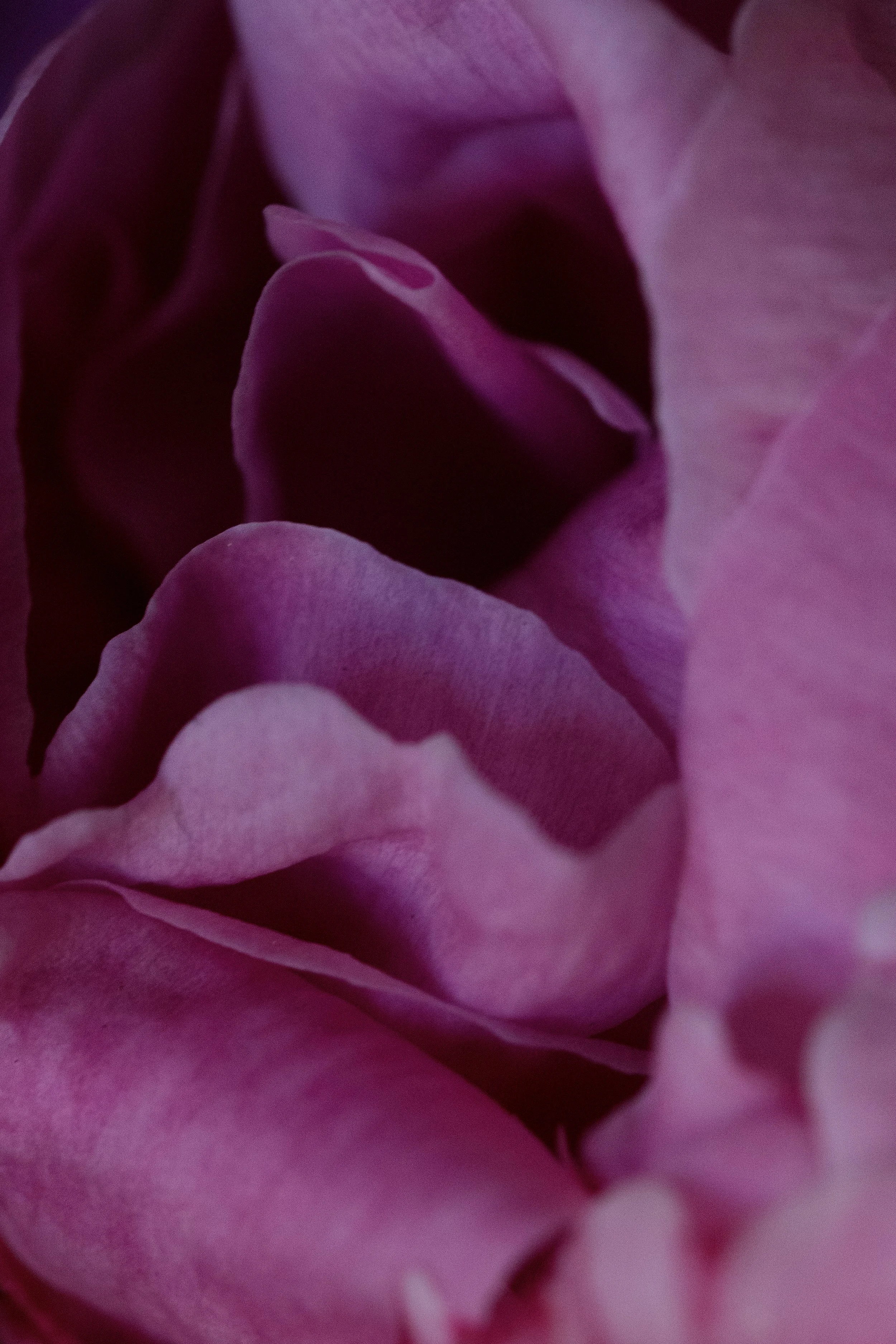 peony florist blackheath greenwich near me subscription -4496.jpg