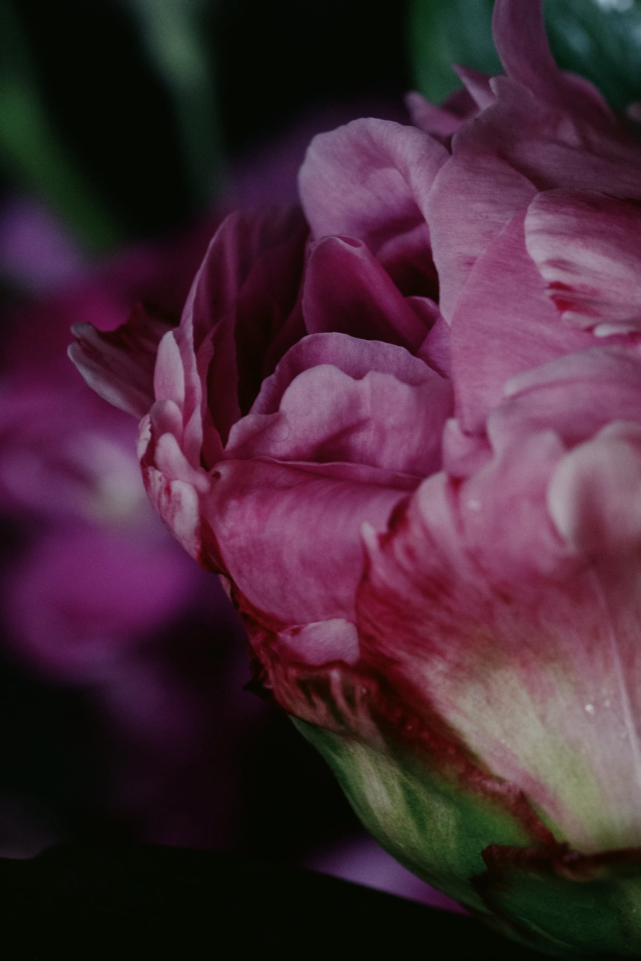 peony florist blackheath greenwich near me subscription -4473.jpg