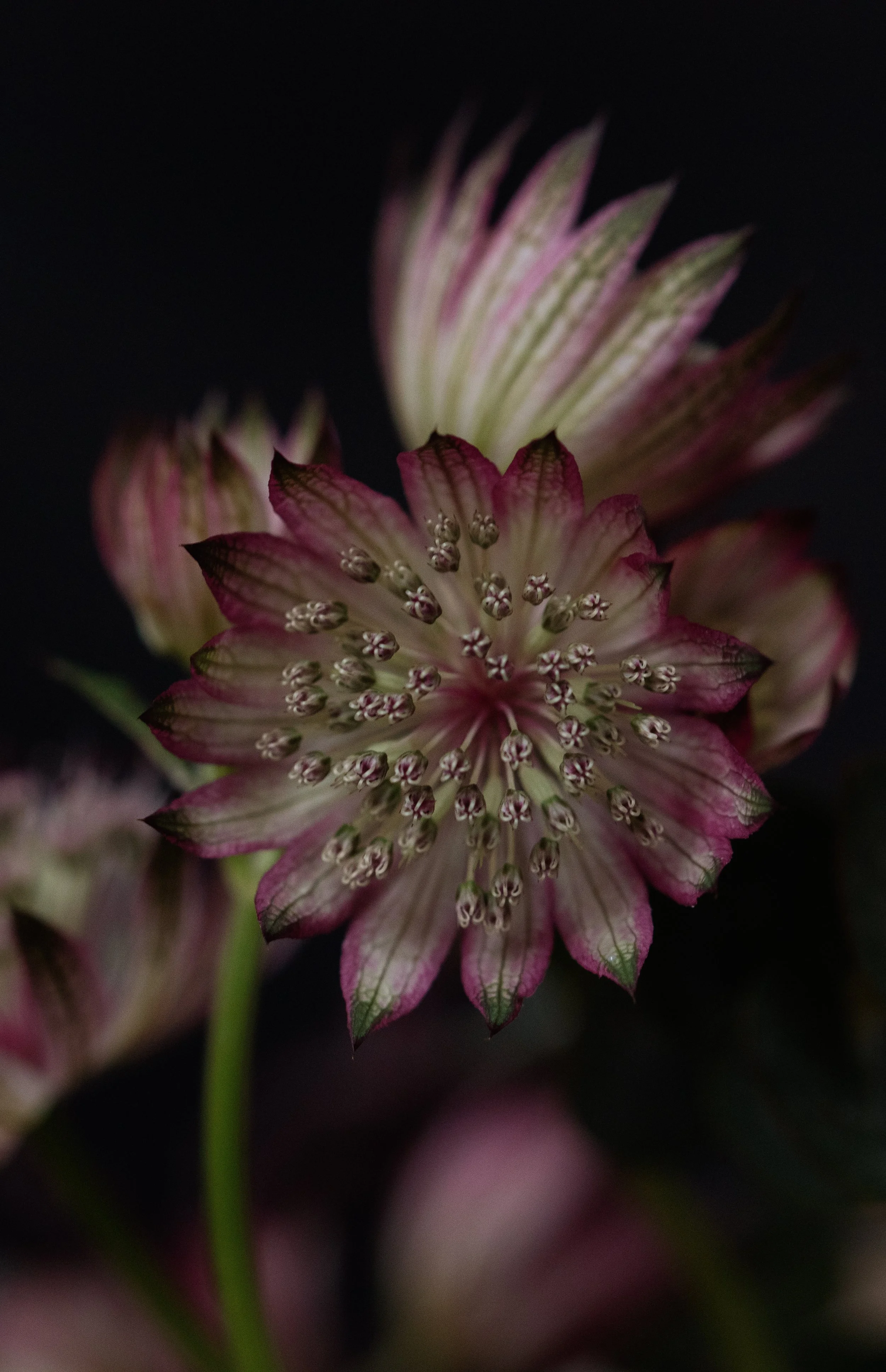 look book cicely subscription flowers london-0768.jpg