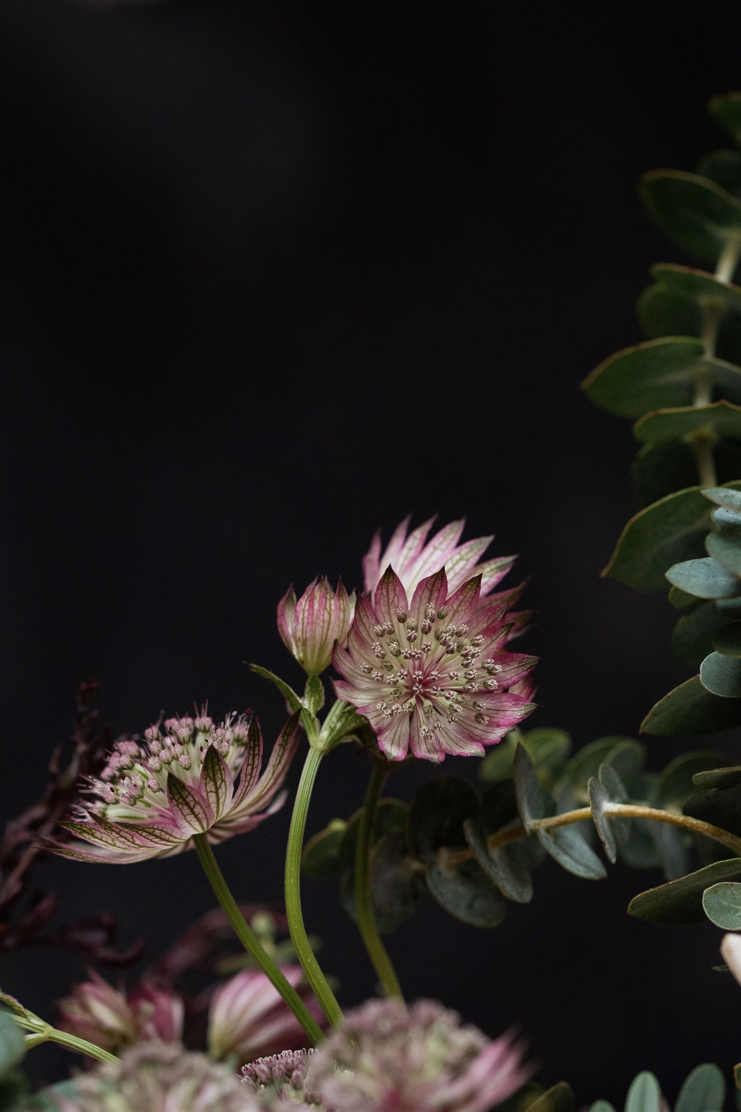 look book cicely subscription flowers london-0773.jpg