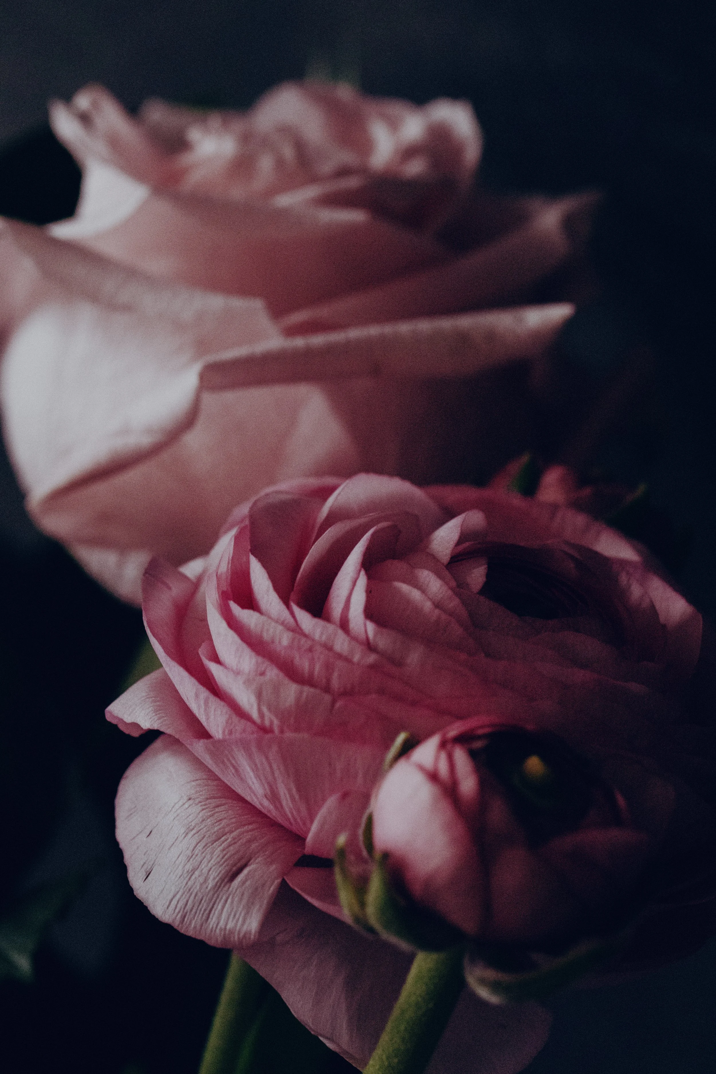 florist in blackheath flower delivery-3781.jpg