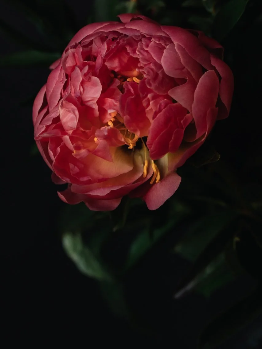 Day 1 of the coral peony. She is about metamorphosis; revealing herself through process rather than static identity.

She goes through multiple soul colours from deep coral, to apricot flame, to warm blush, then luminous shell pink, becoming almost p