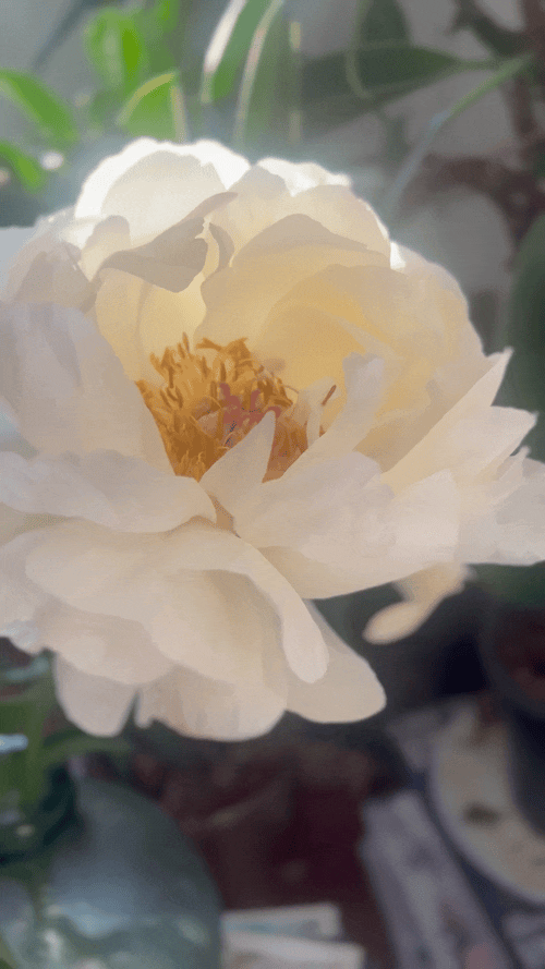 IMG_5343.gif