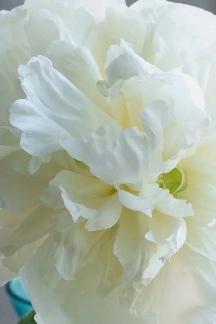 florist+near+me+blackheath+greenwich+peony+2+gift+bouquet-4723.jpg