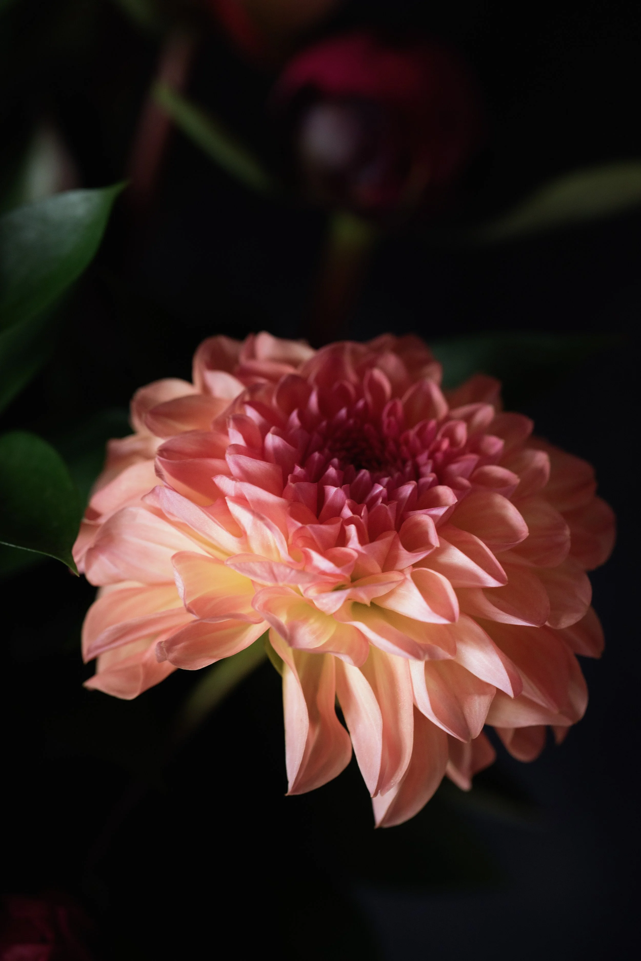 dahlia season cicely local florist blackheath and greenwich-7843.jpg