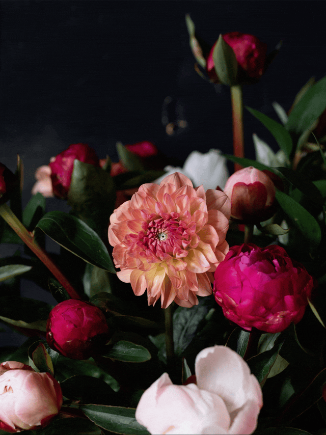 dahlia.gif