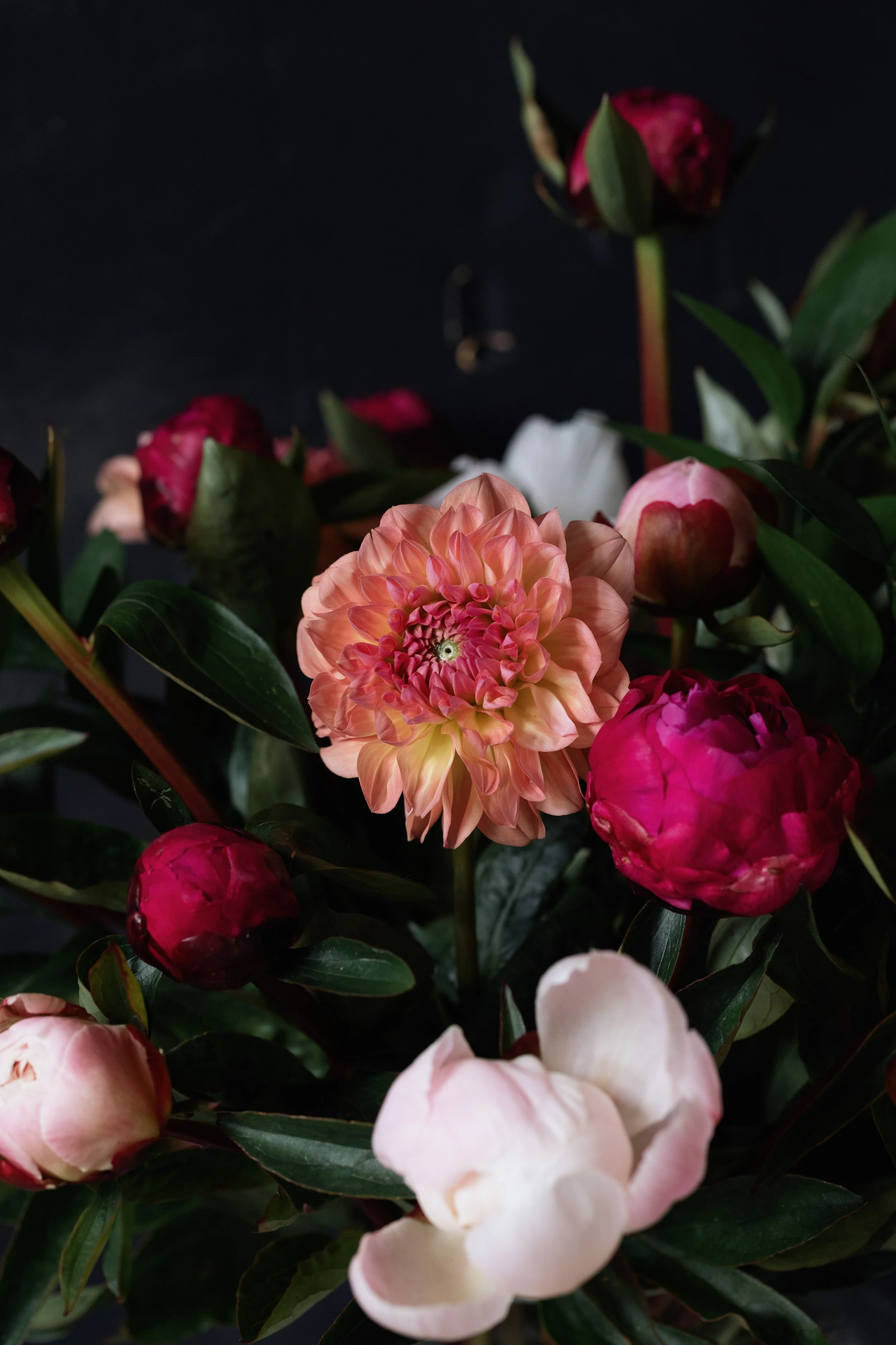 dahlia season cicely local florist blackheath and greenwich-7841.jpg