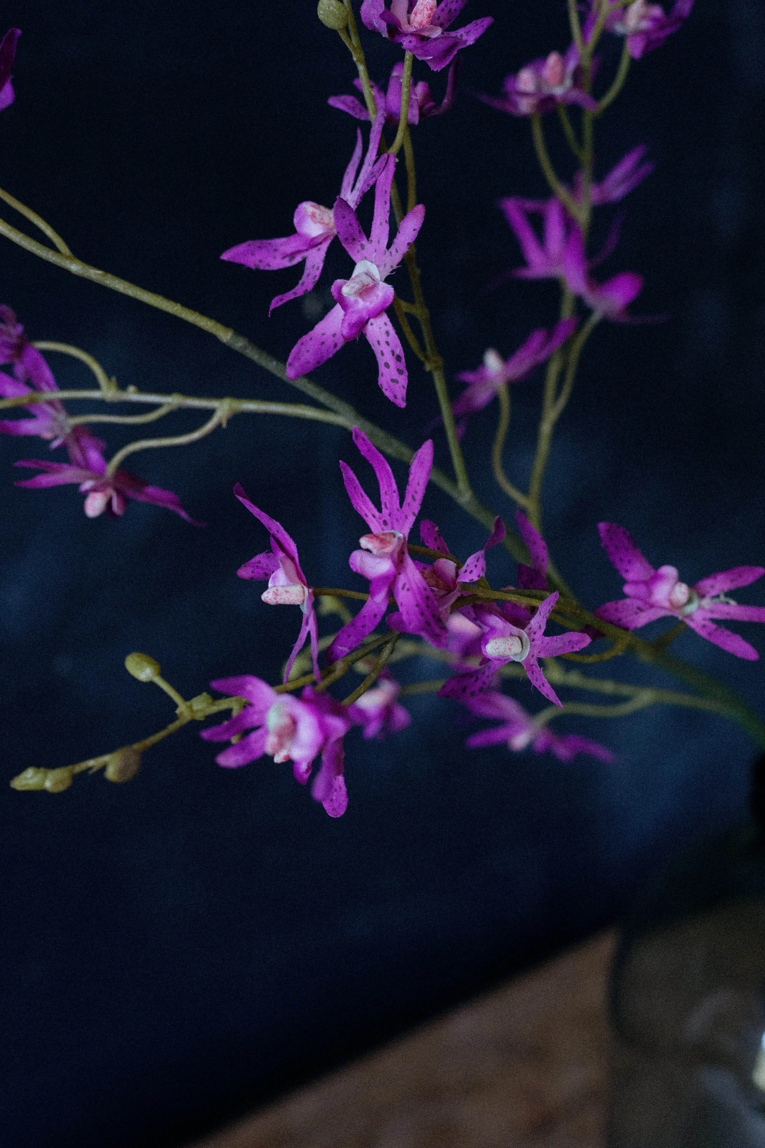 dendrobium-0143.jpg