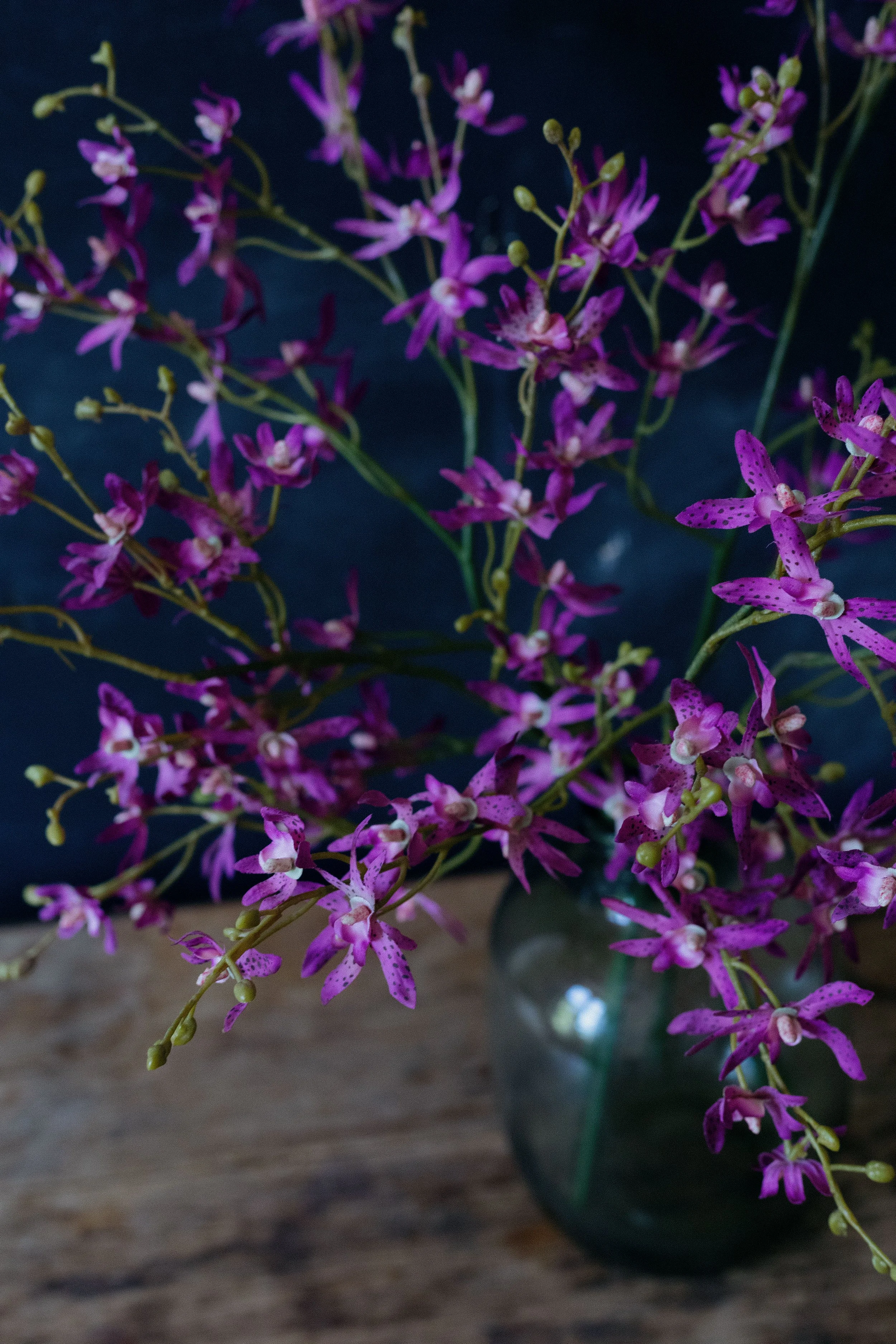 dendrobium-0233.jpg