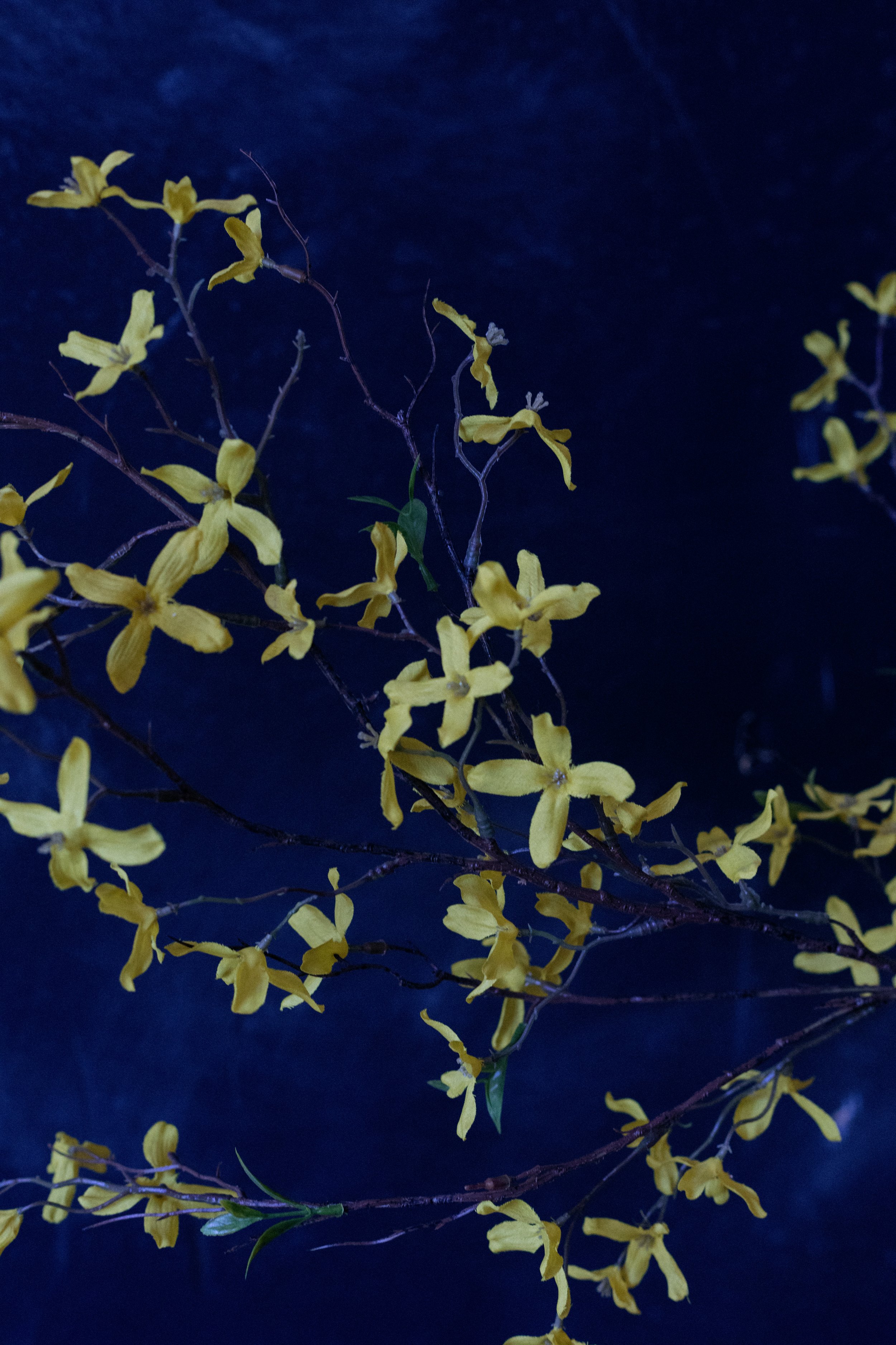 forsythia-0179.jpg