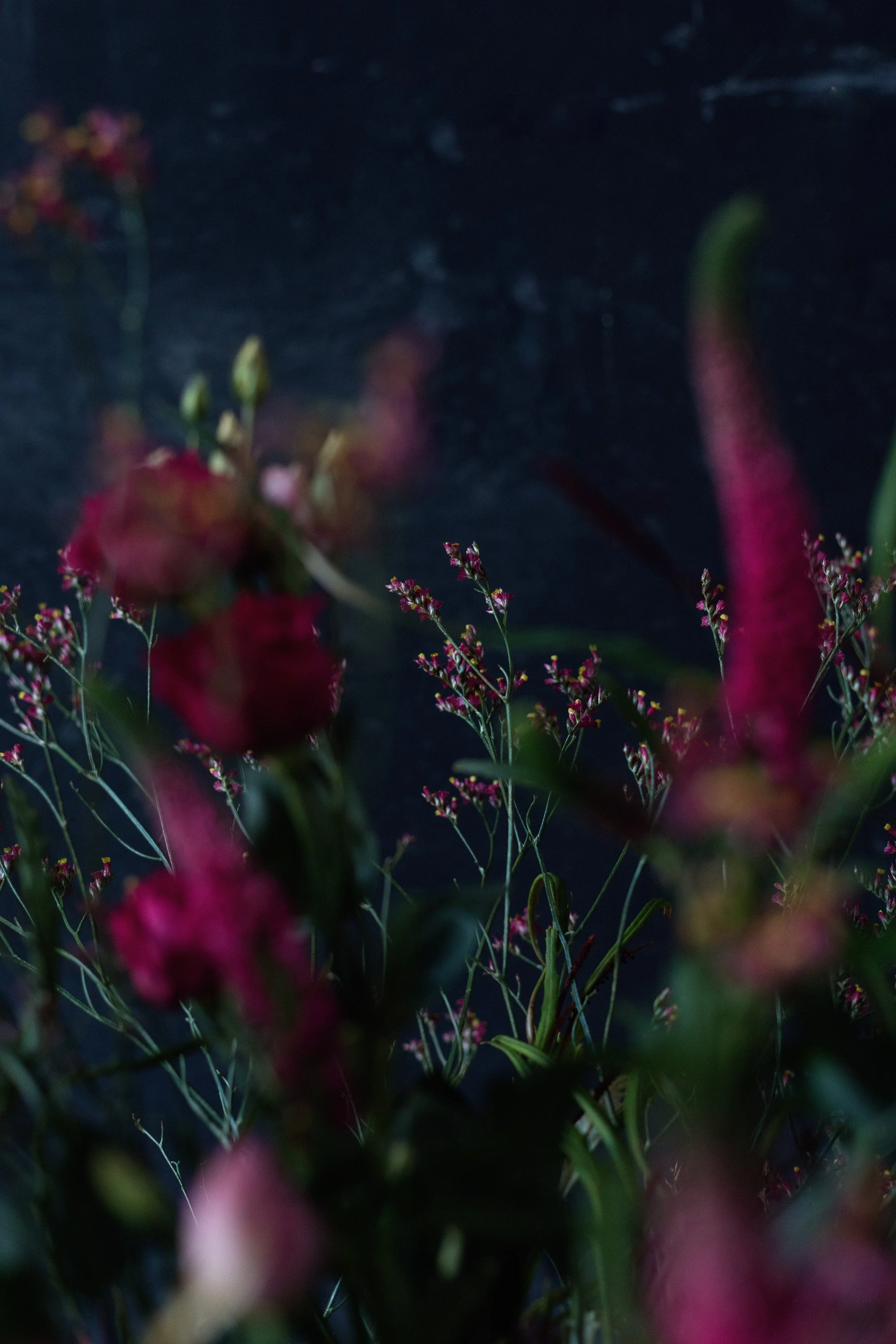 subscription pink-0498.jpg