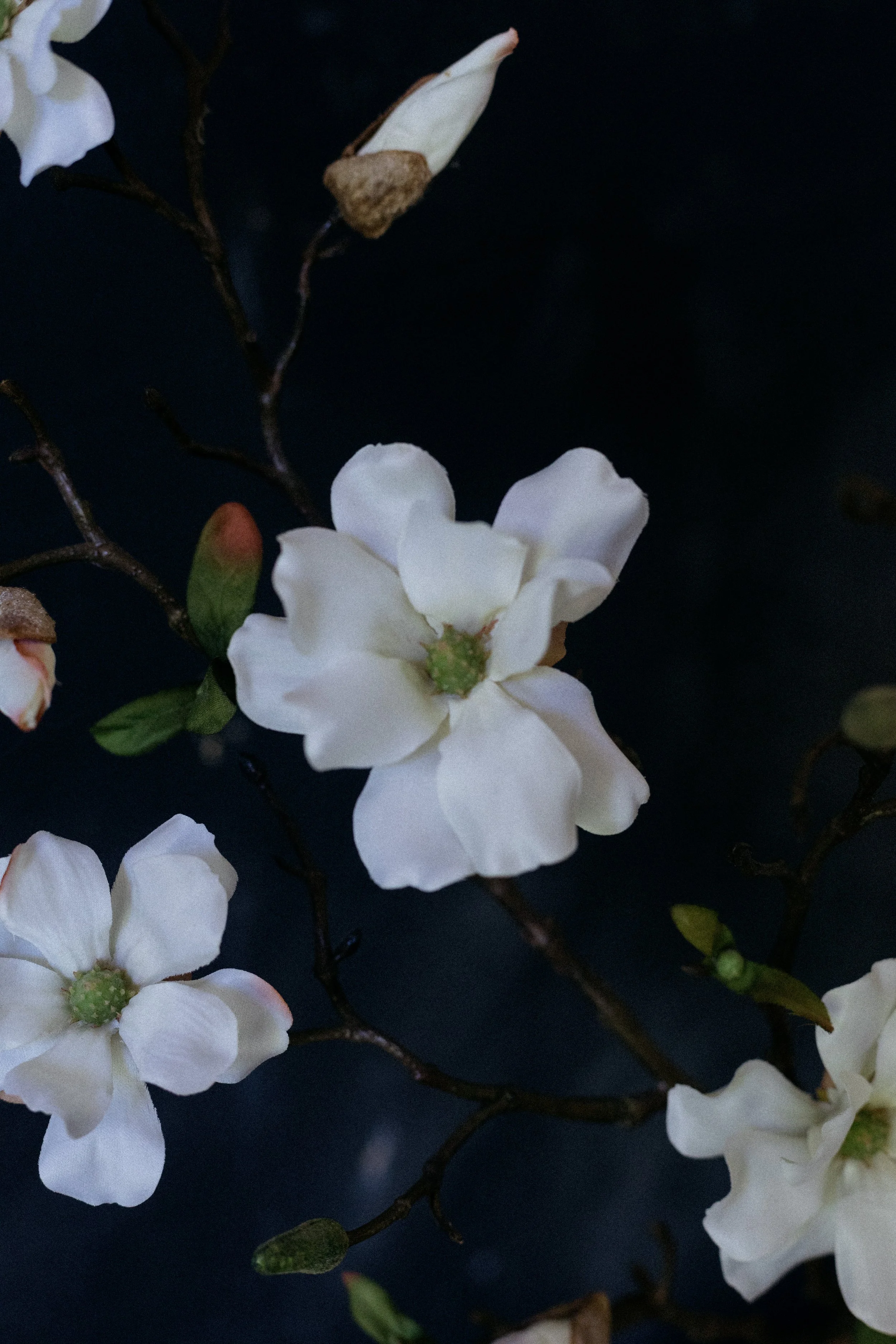 white magnolia-0150.jpg