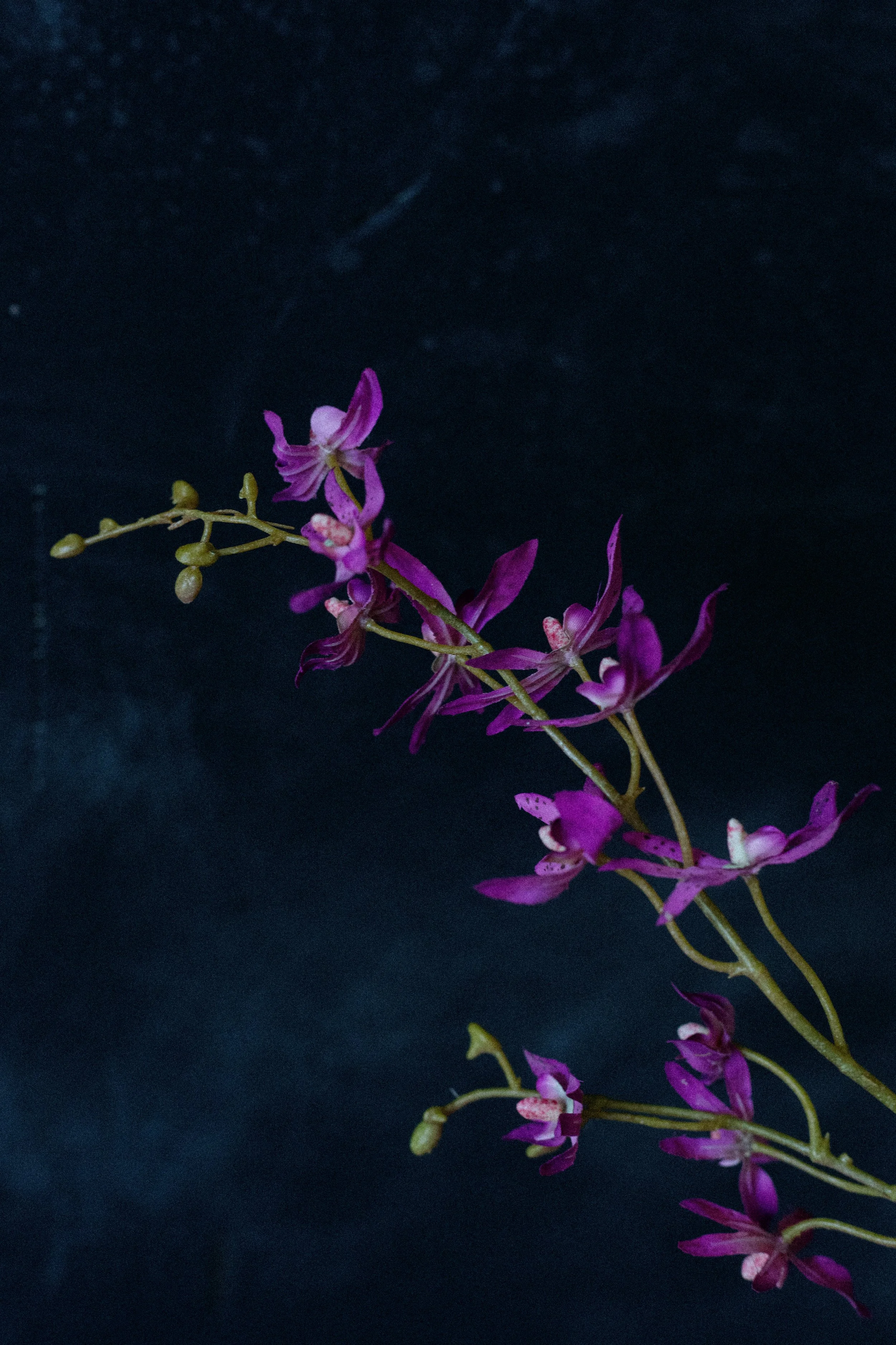 dendrobium-0145.jpg