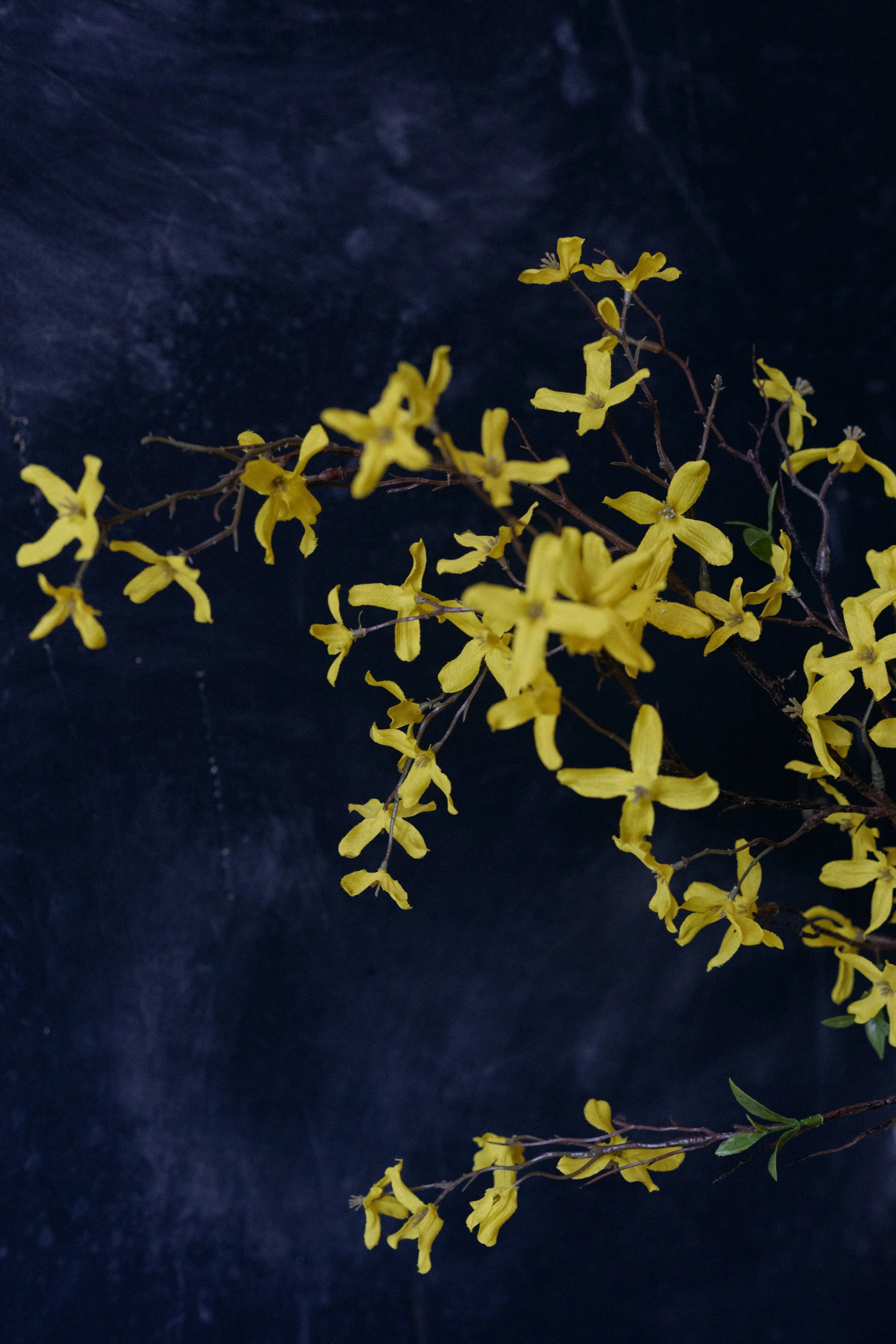 forsythia-0180.jpg