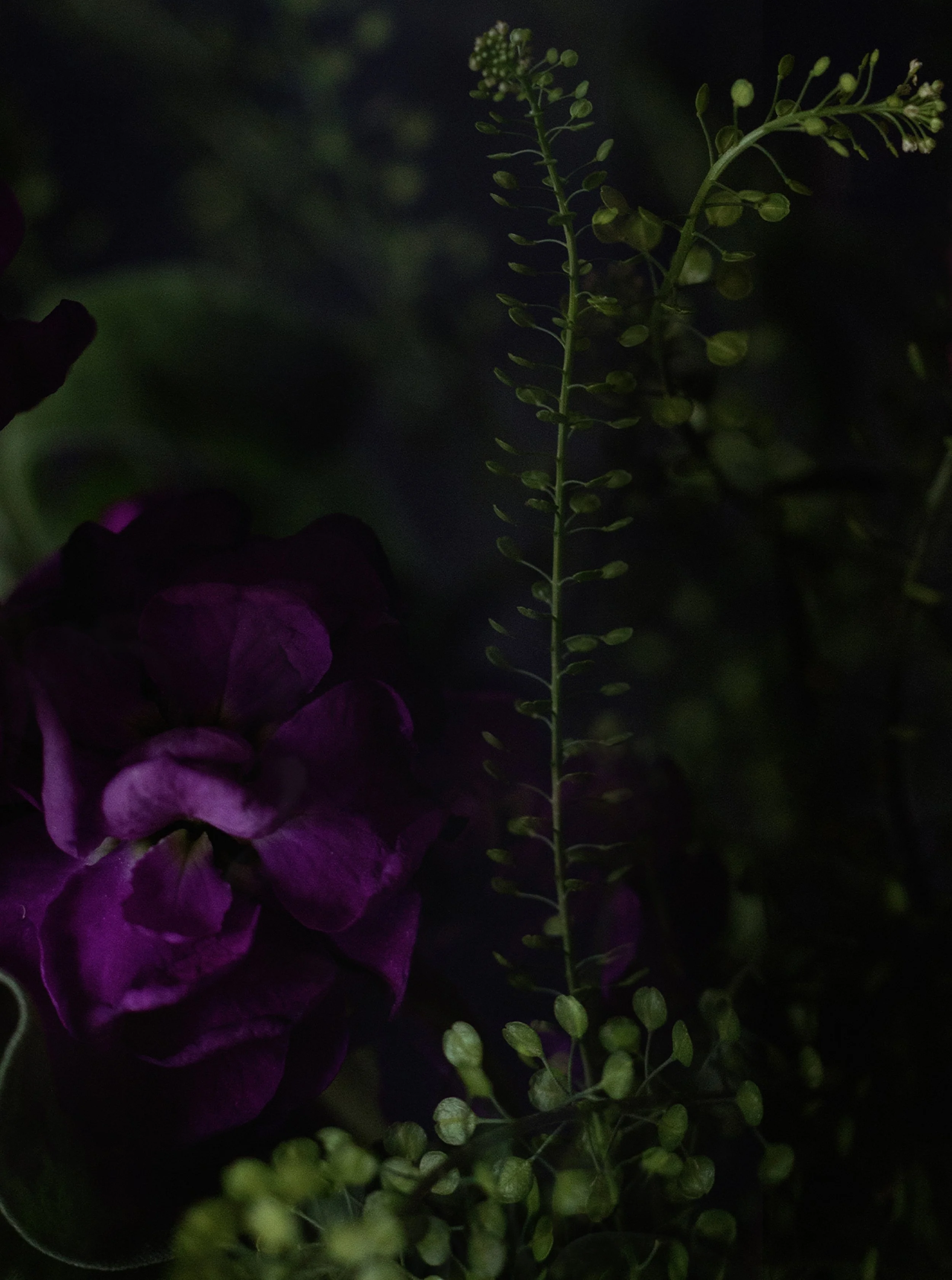 fresh flower subscription blackheath.jpg