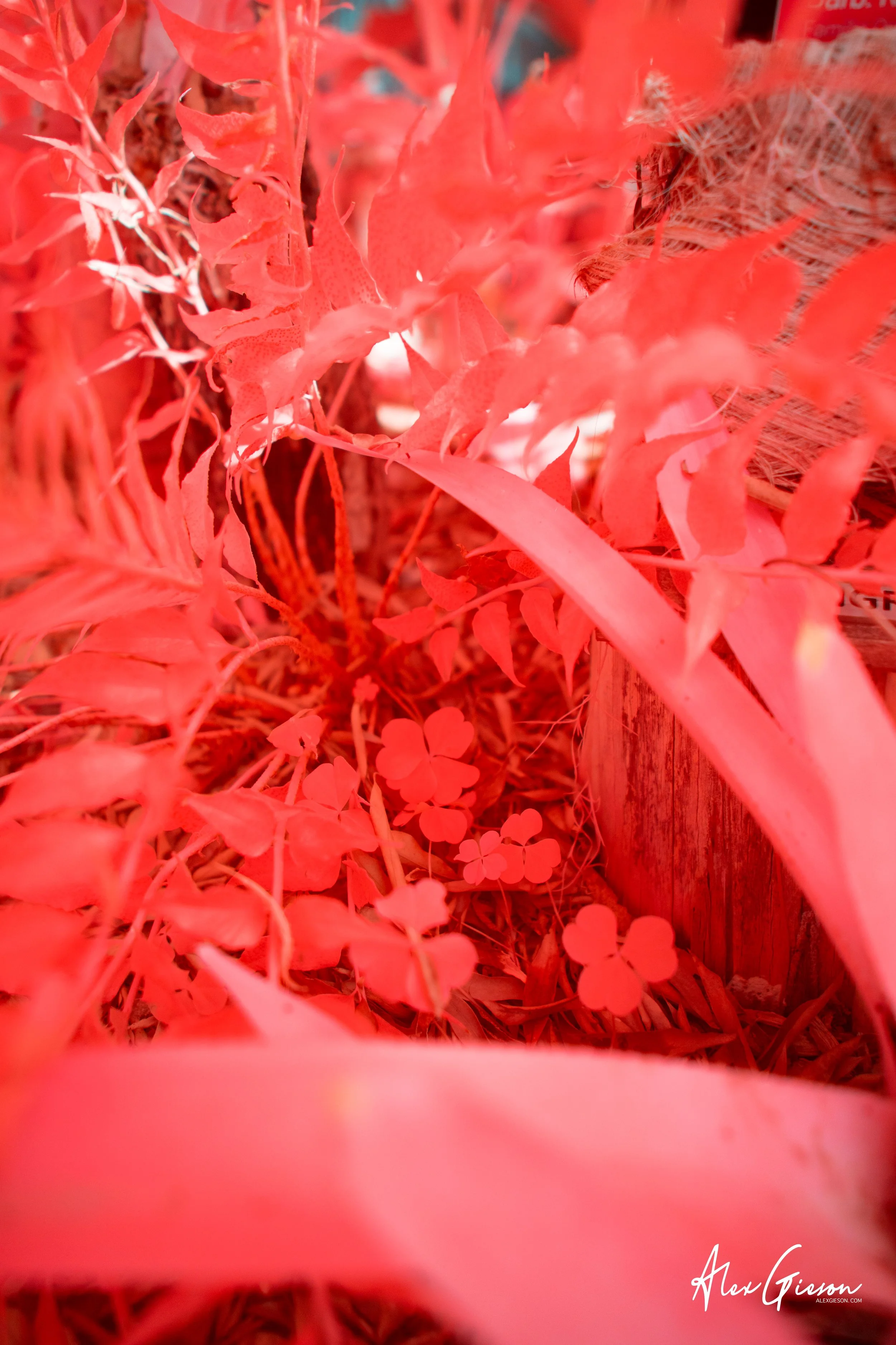 _DSC0448.jpg