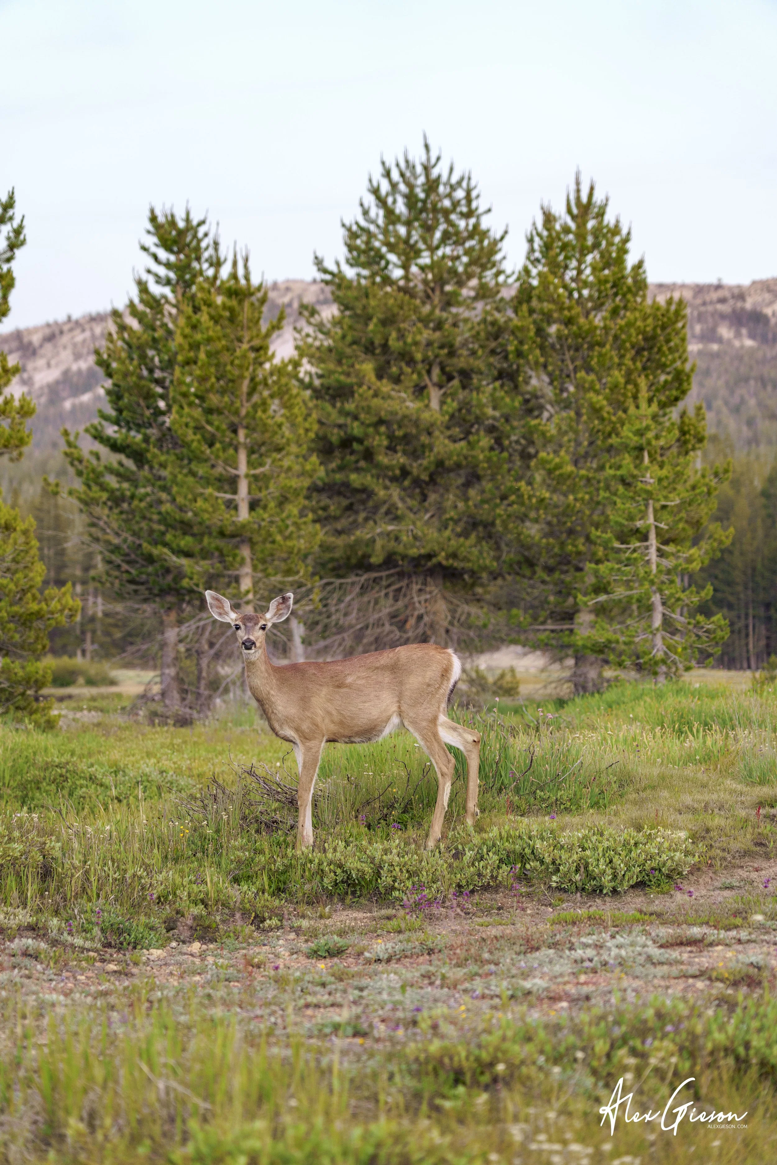 _DSC1630.jpg