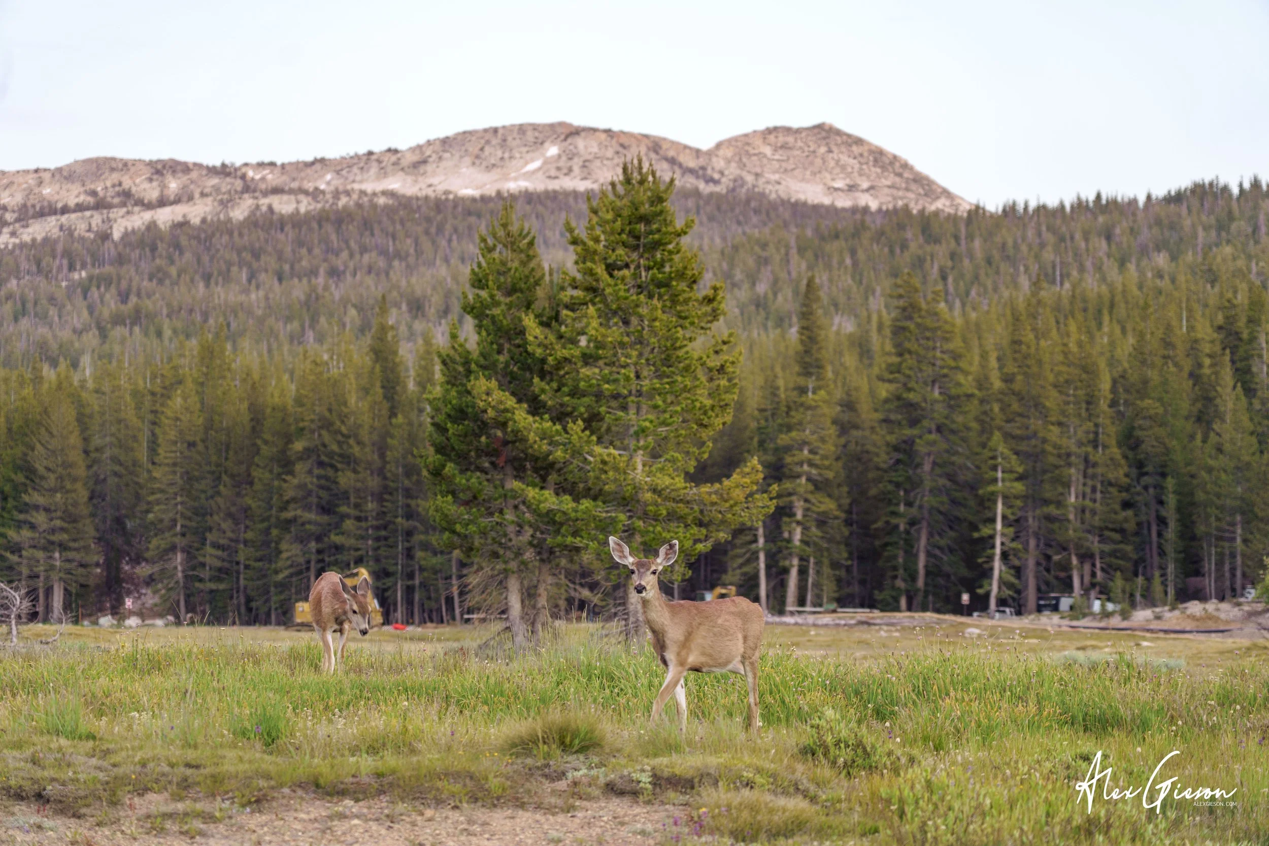 _DSC1612.jpg