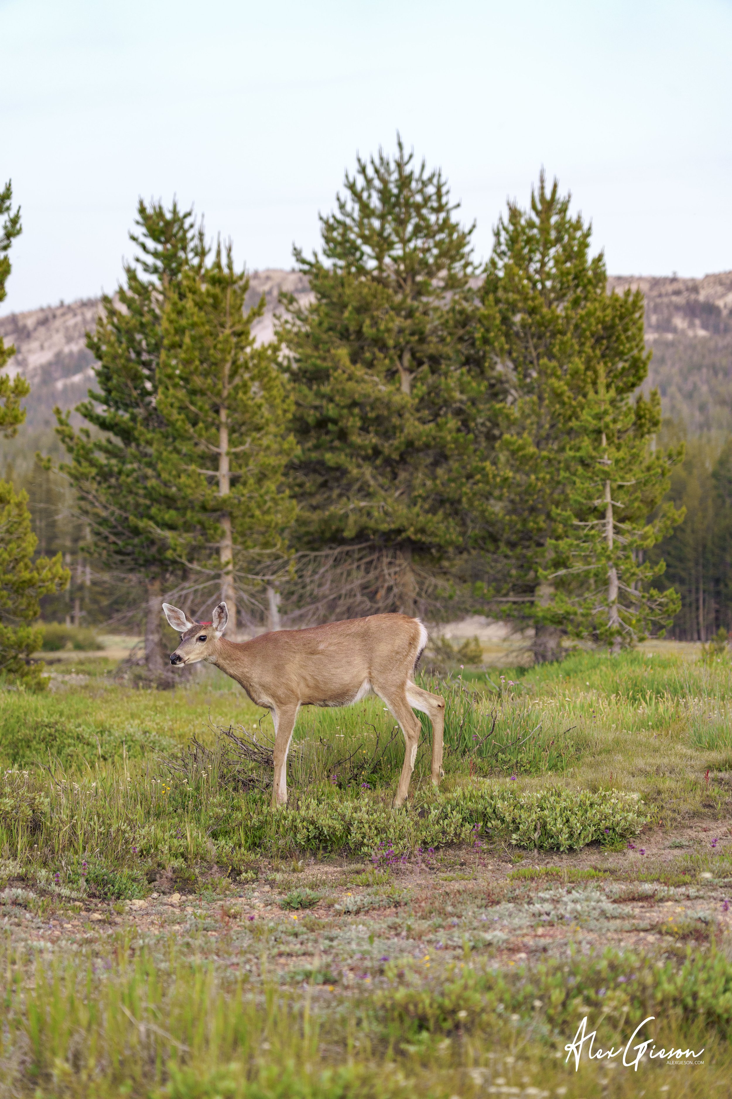 _DSC1628.jpg