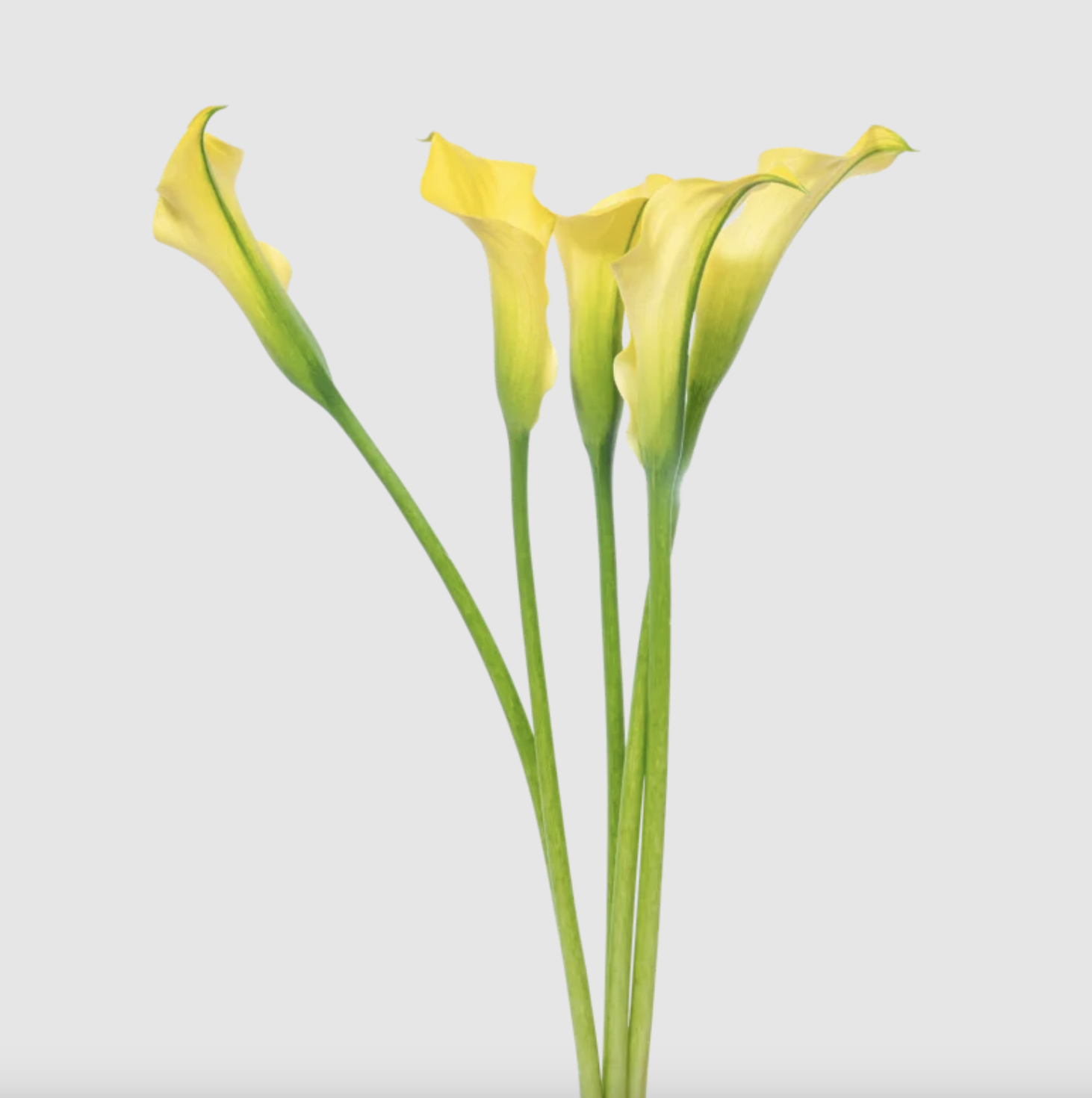 Mini Calla, more colors