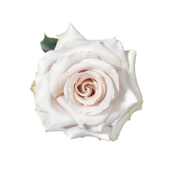 Quicksand Roses