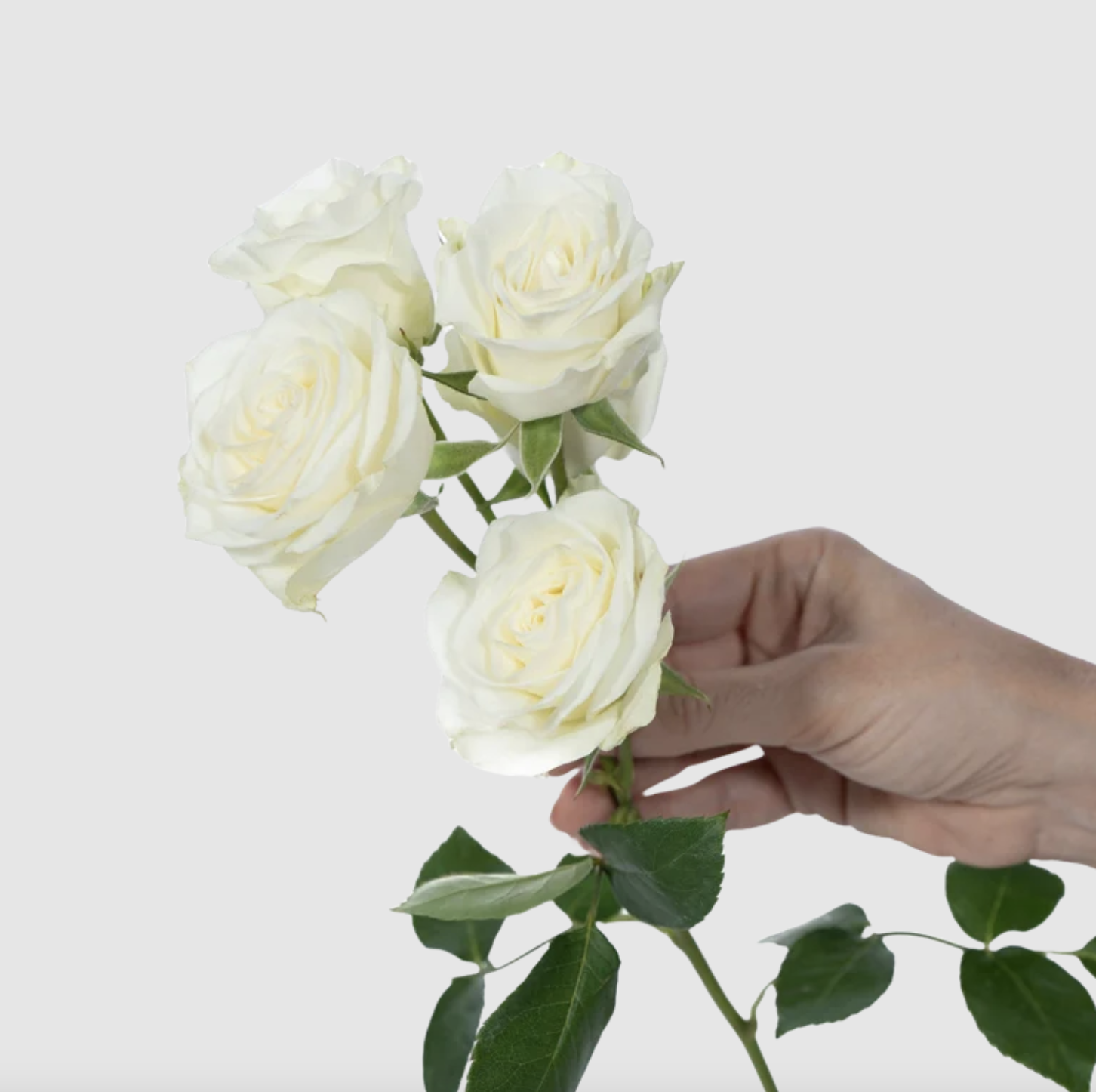 Spray Roses, more colors