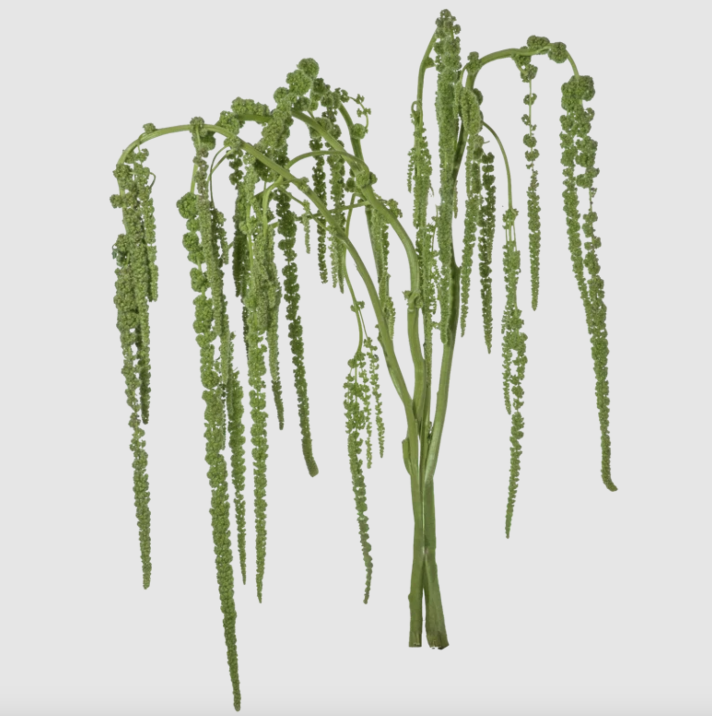 Amaranthus, more colors