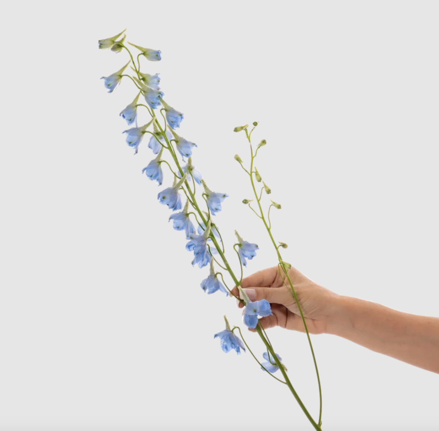 Light Blue Delphinium 