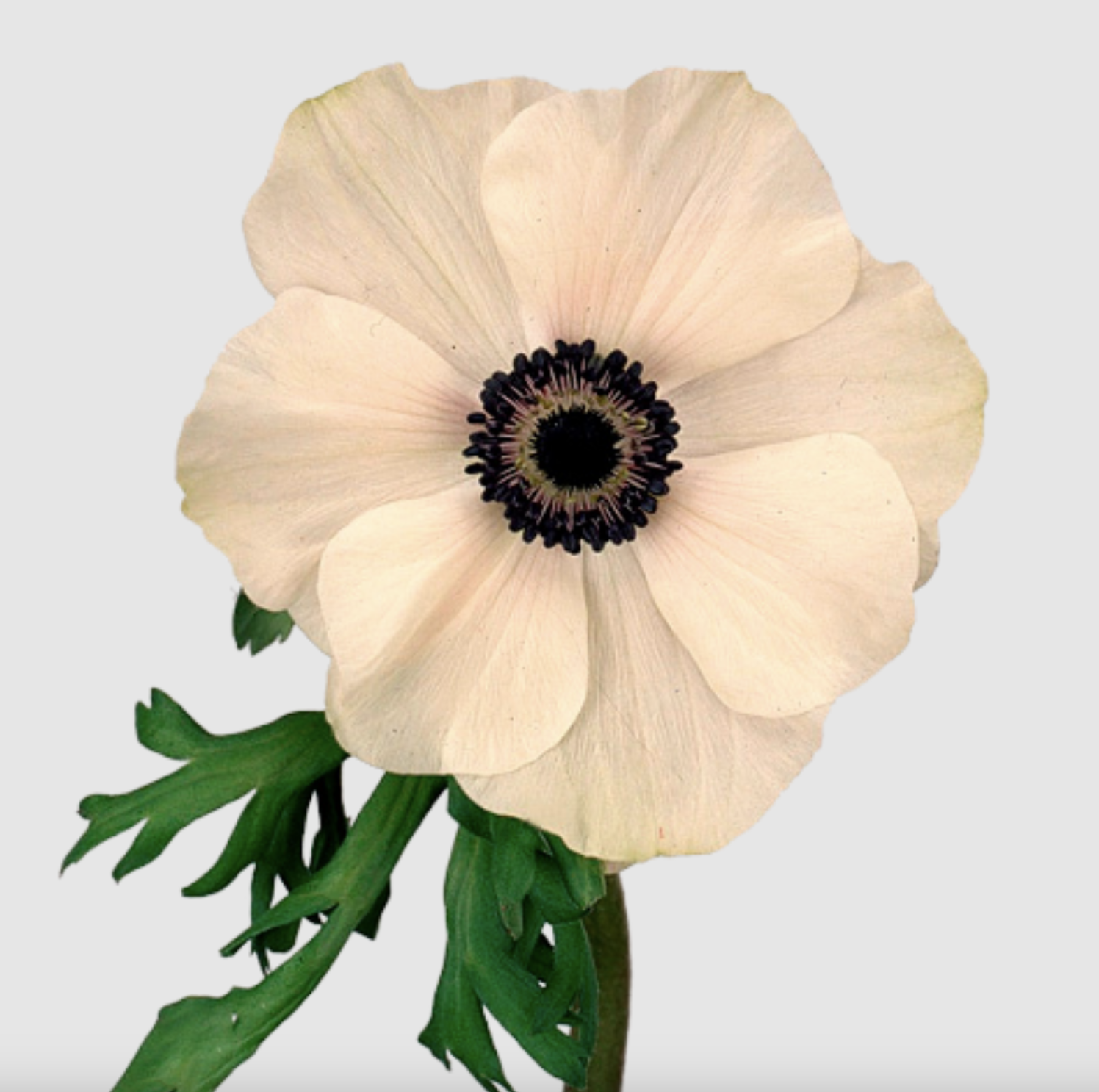 Anemone, more colors