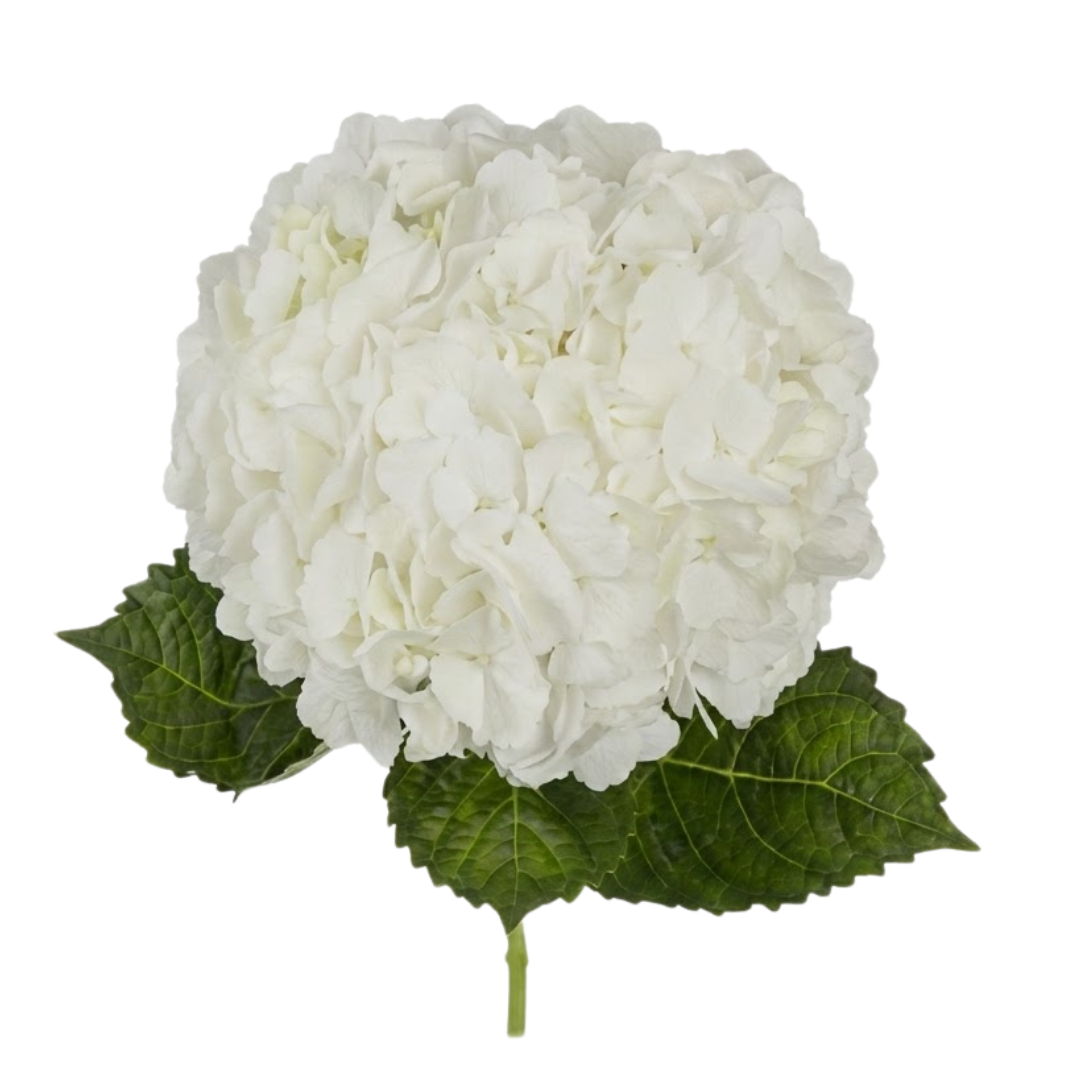 Hydrangea, more colors
