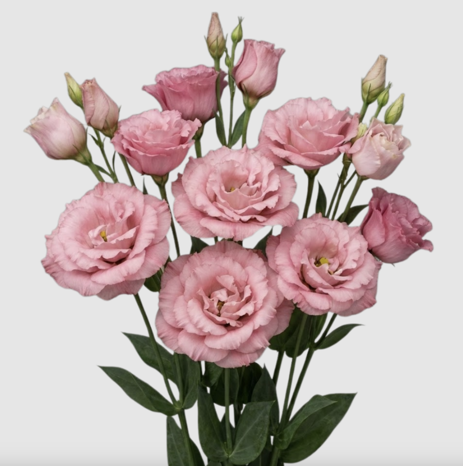 Lisianthus, more colors