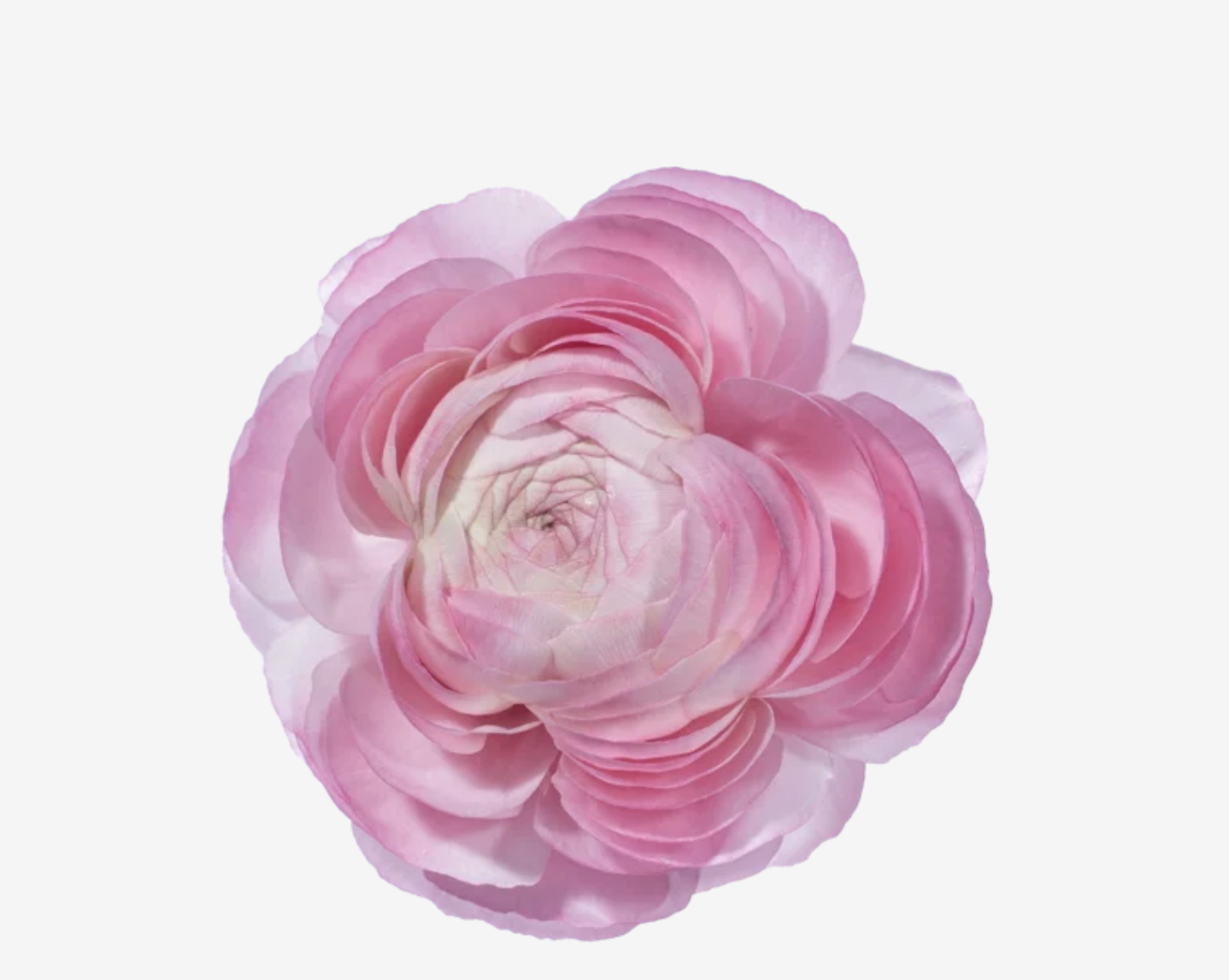 Ranunculus, more colors