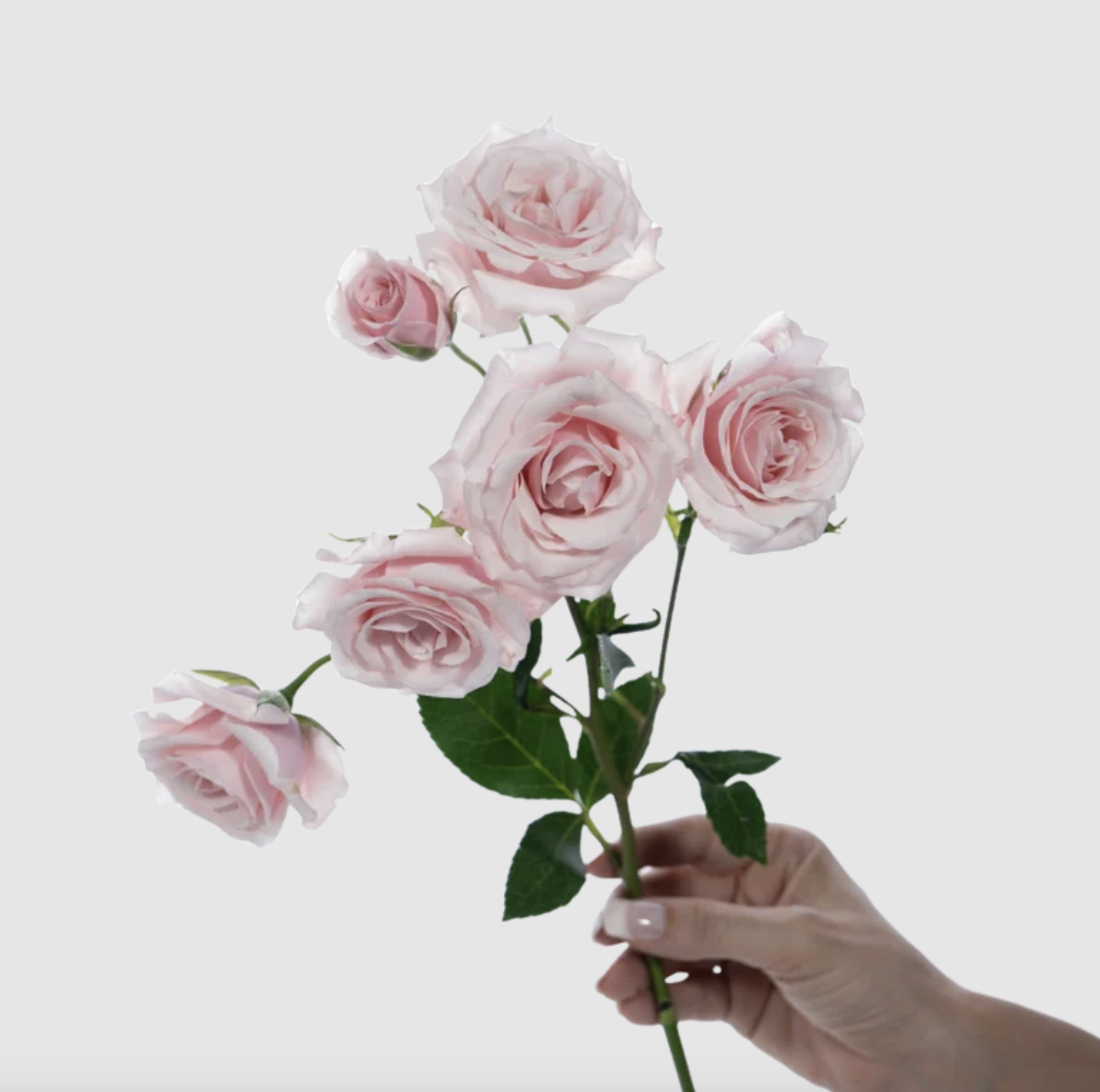 Majolika Spray Roses