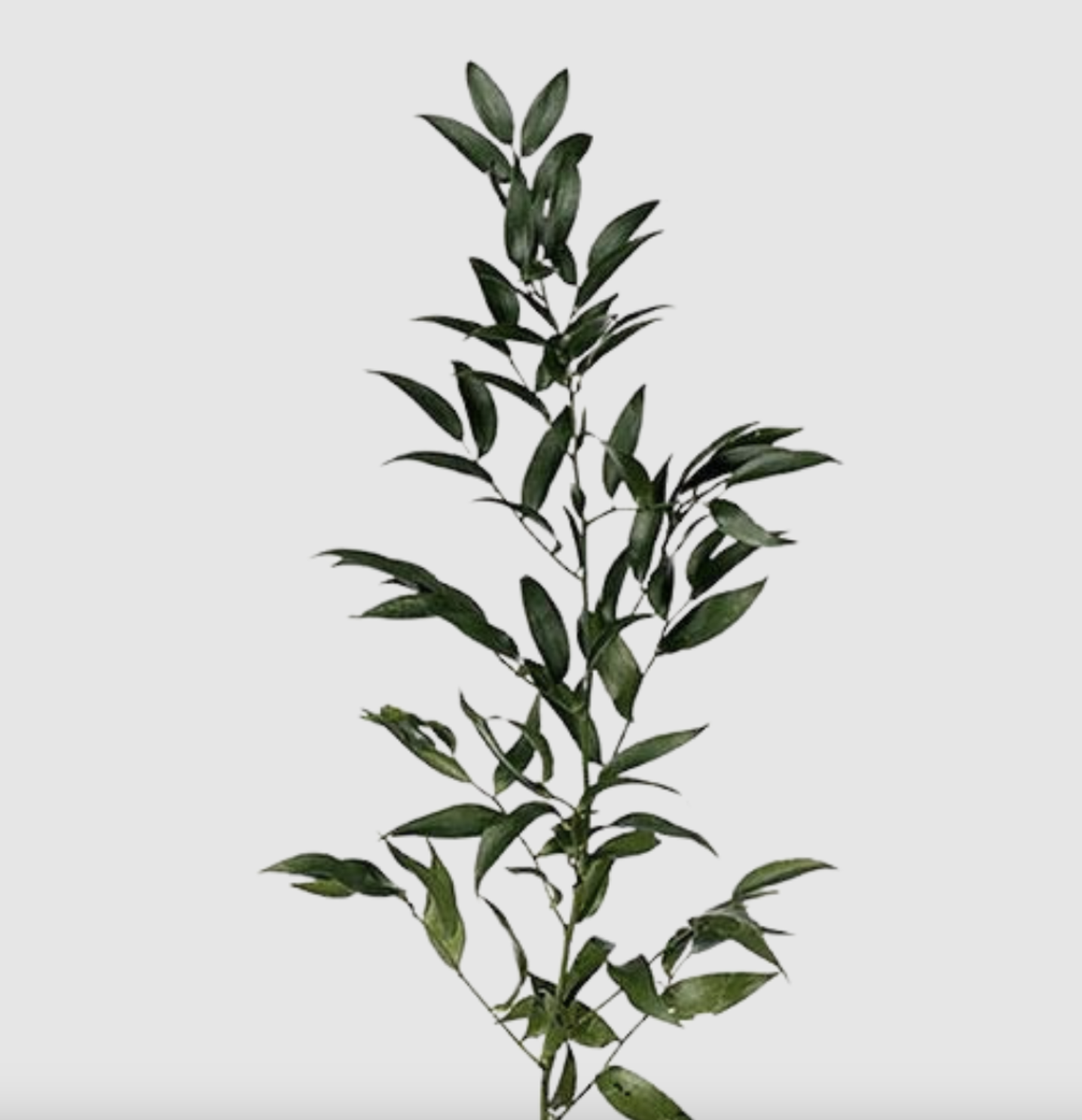 Italian Ruscus
