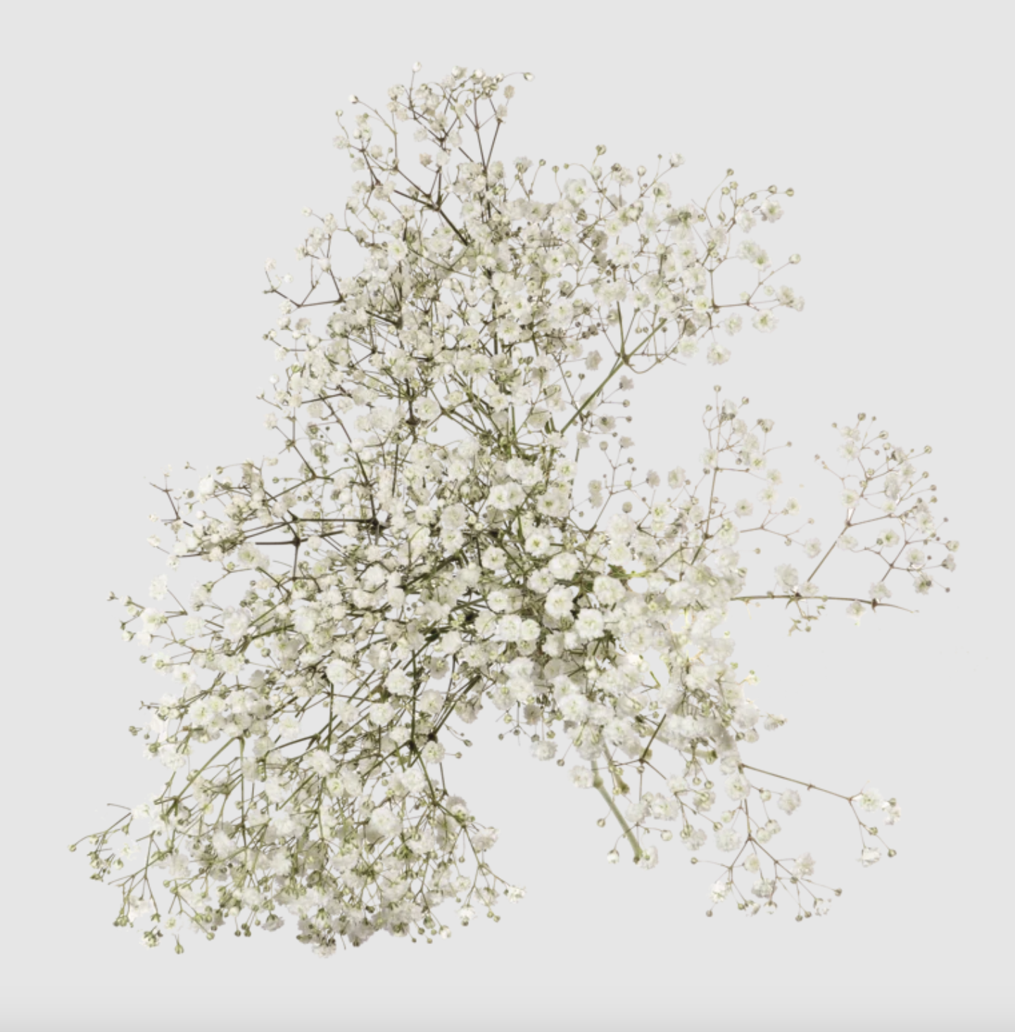 Xlence Gypsophila (Baby's Breath)