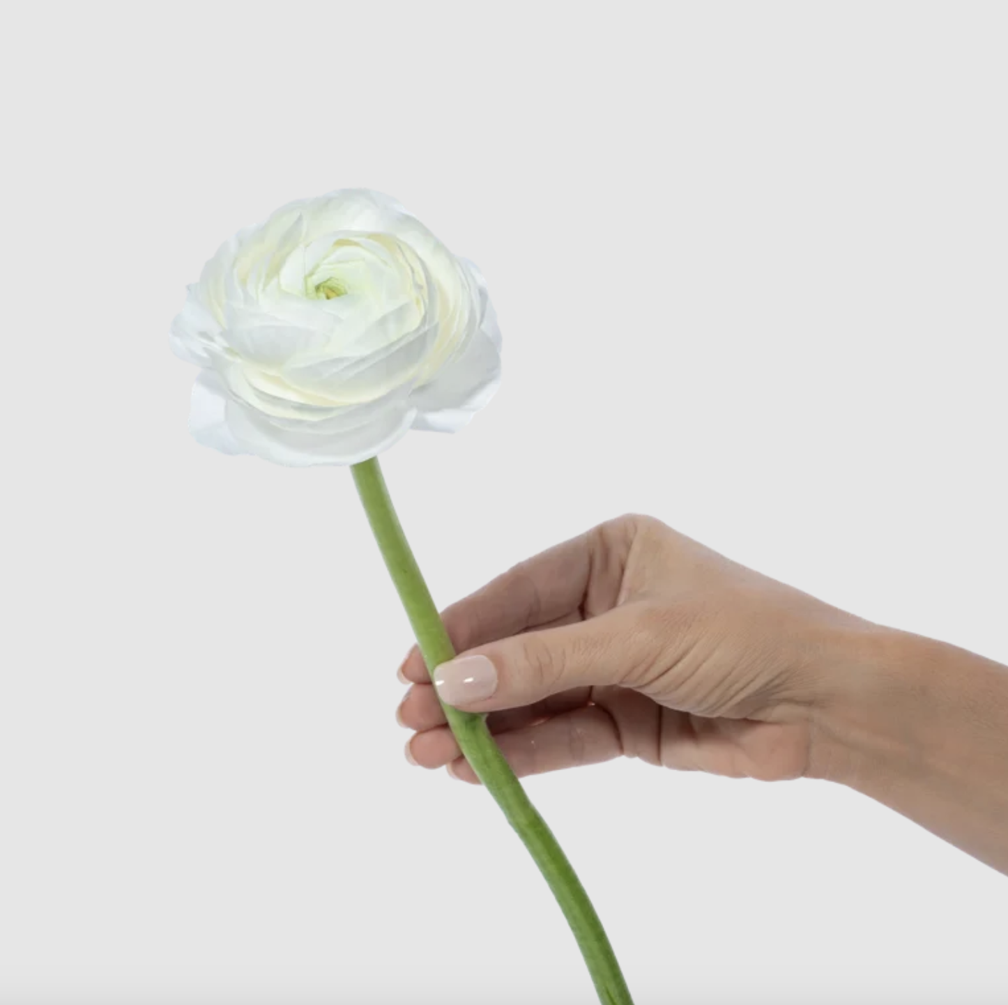 Ranunculus, more colors
