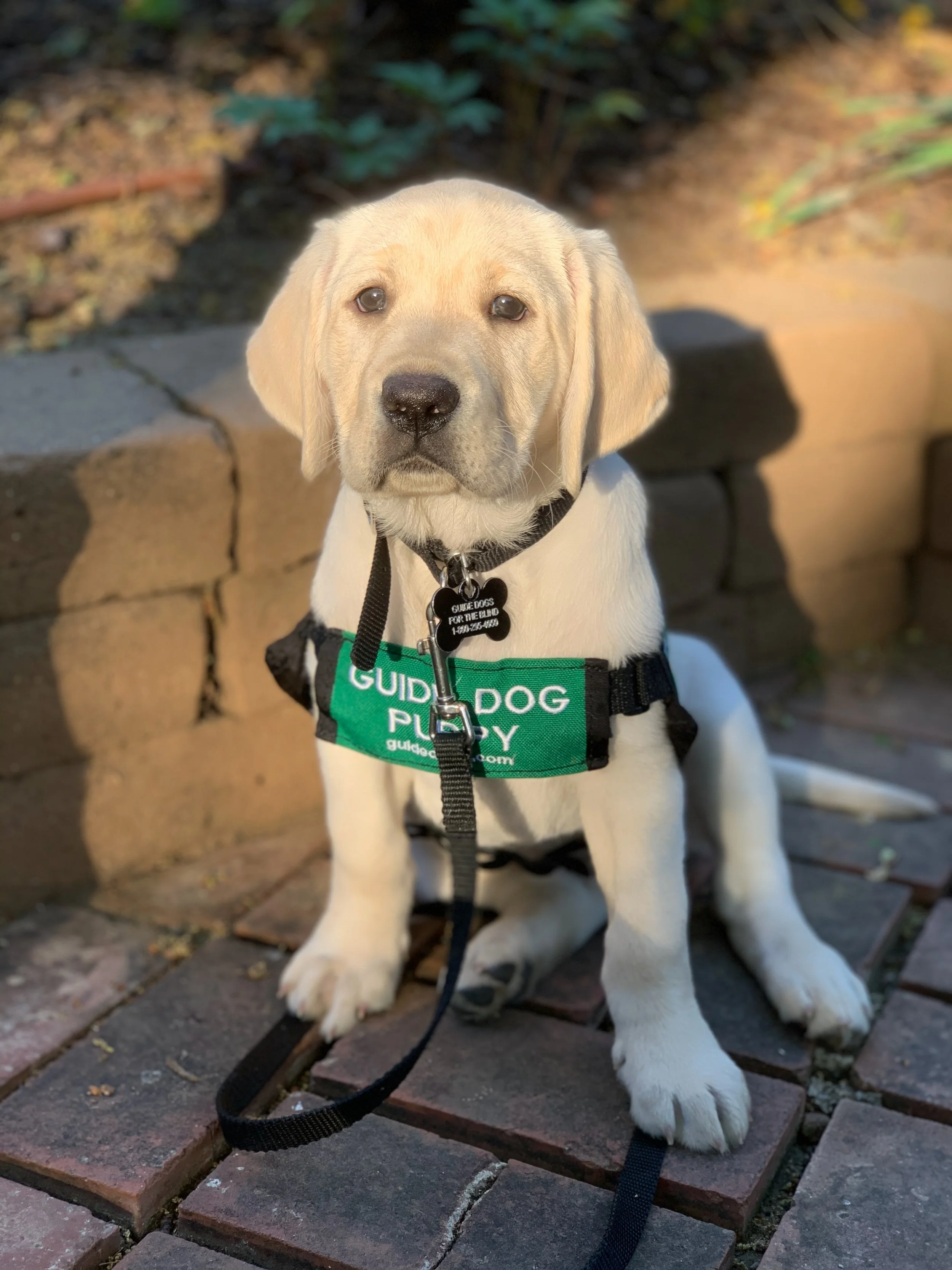 Yellow Lab Puppy in a Guide Dog Puppy vest