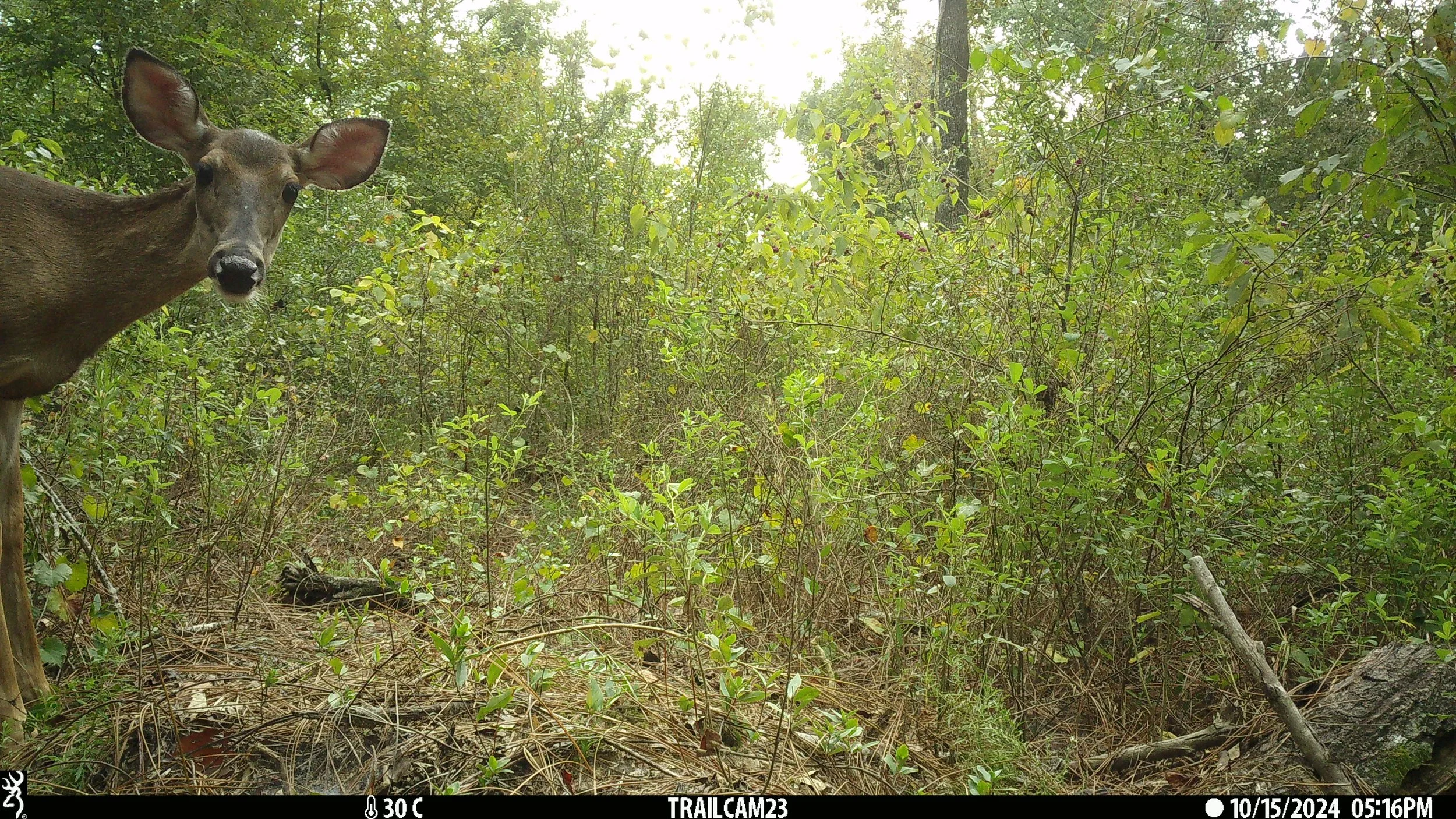 White-tailed deer looking towards camera trap in wooded area.