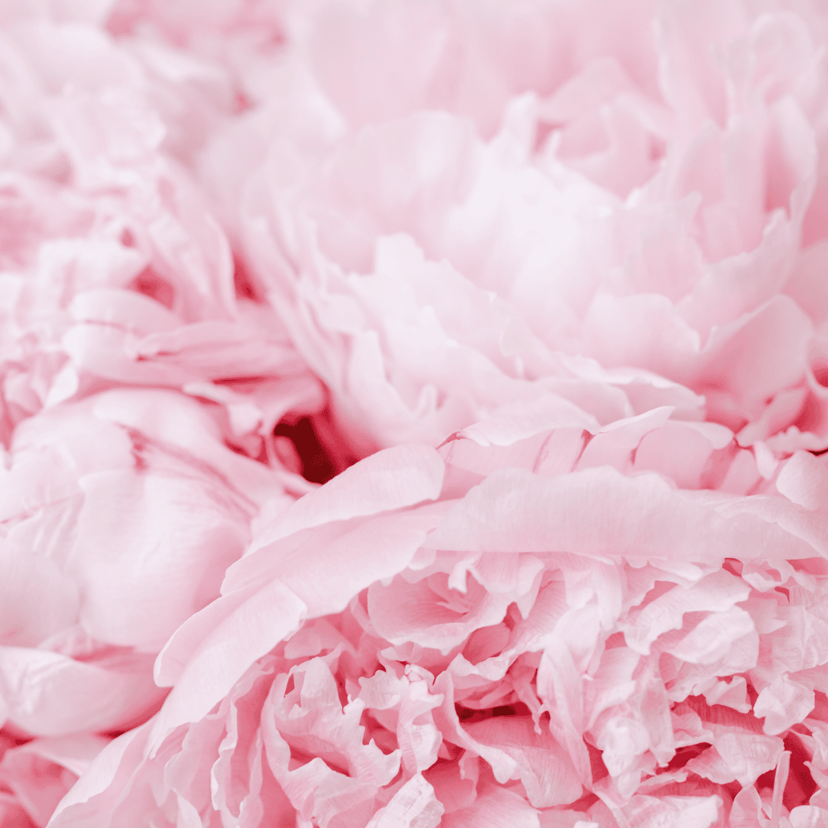 Heartbeat Bookkeeping Flowers.png