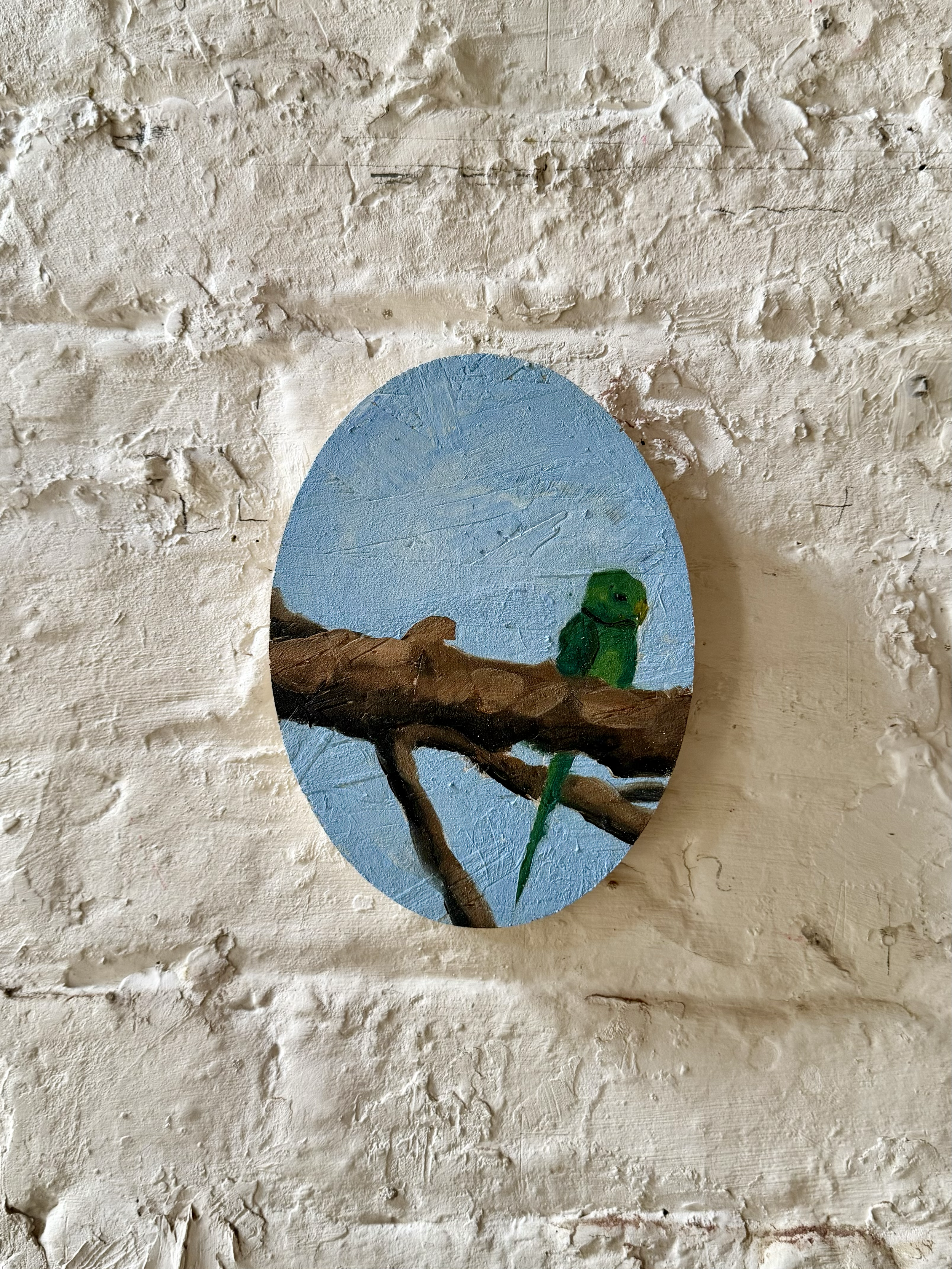 South London Ringneck