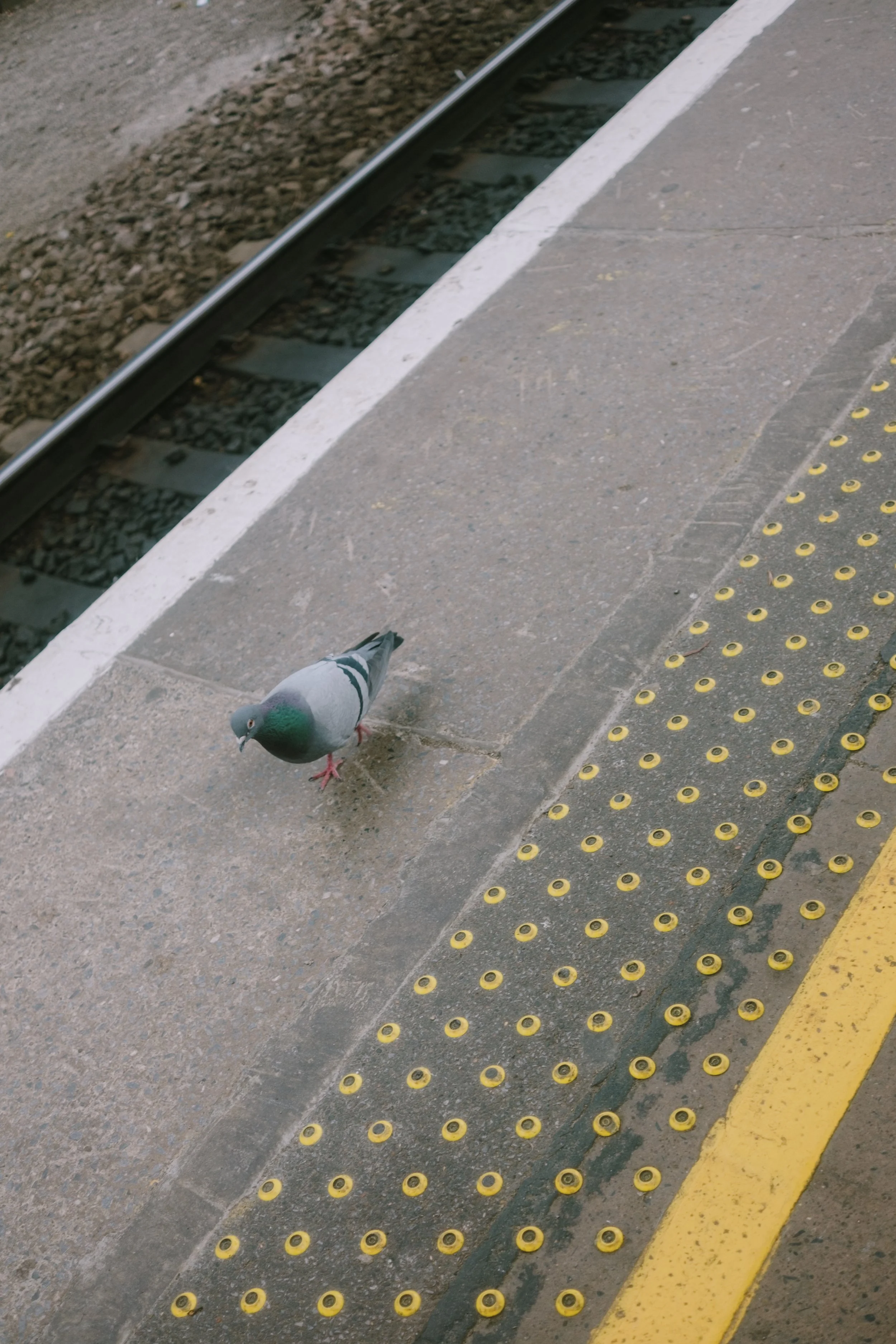 DSCF7718.jpg