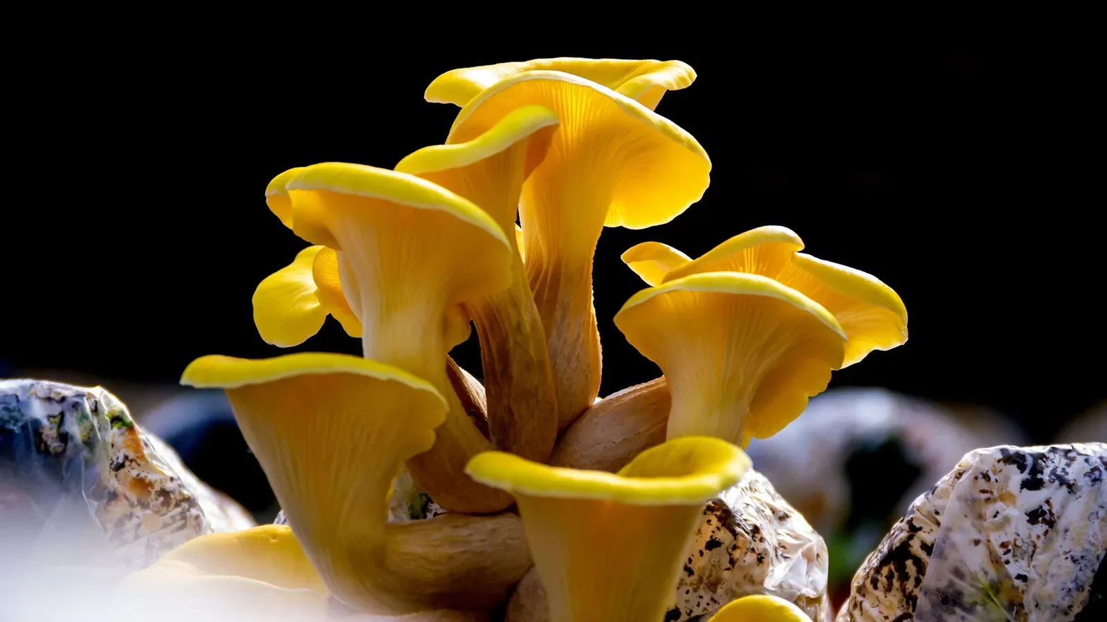Golden Oyster Mushrooms growing on substrate