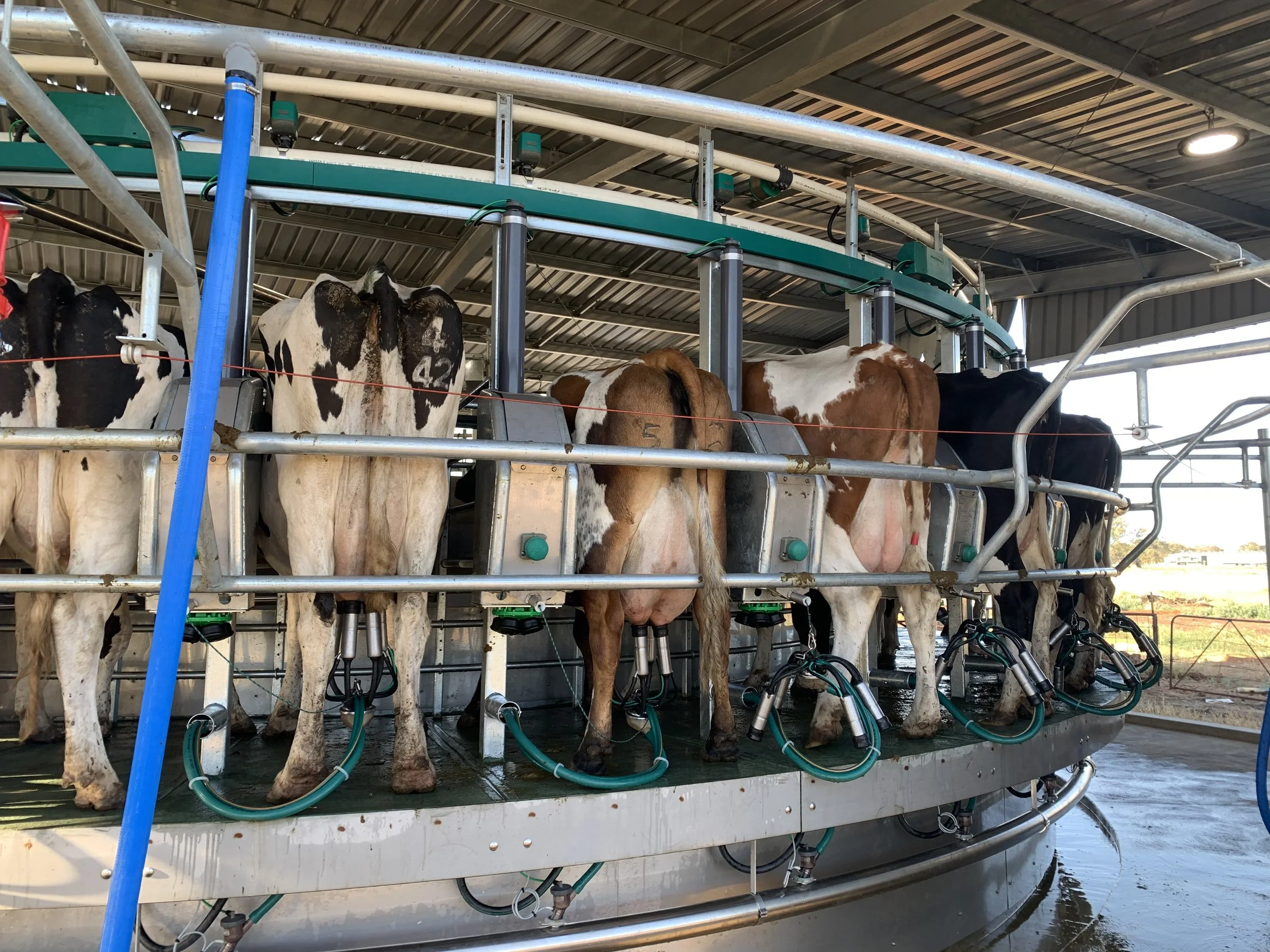 Oranssi previous project