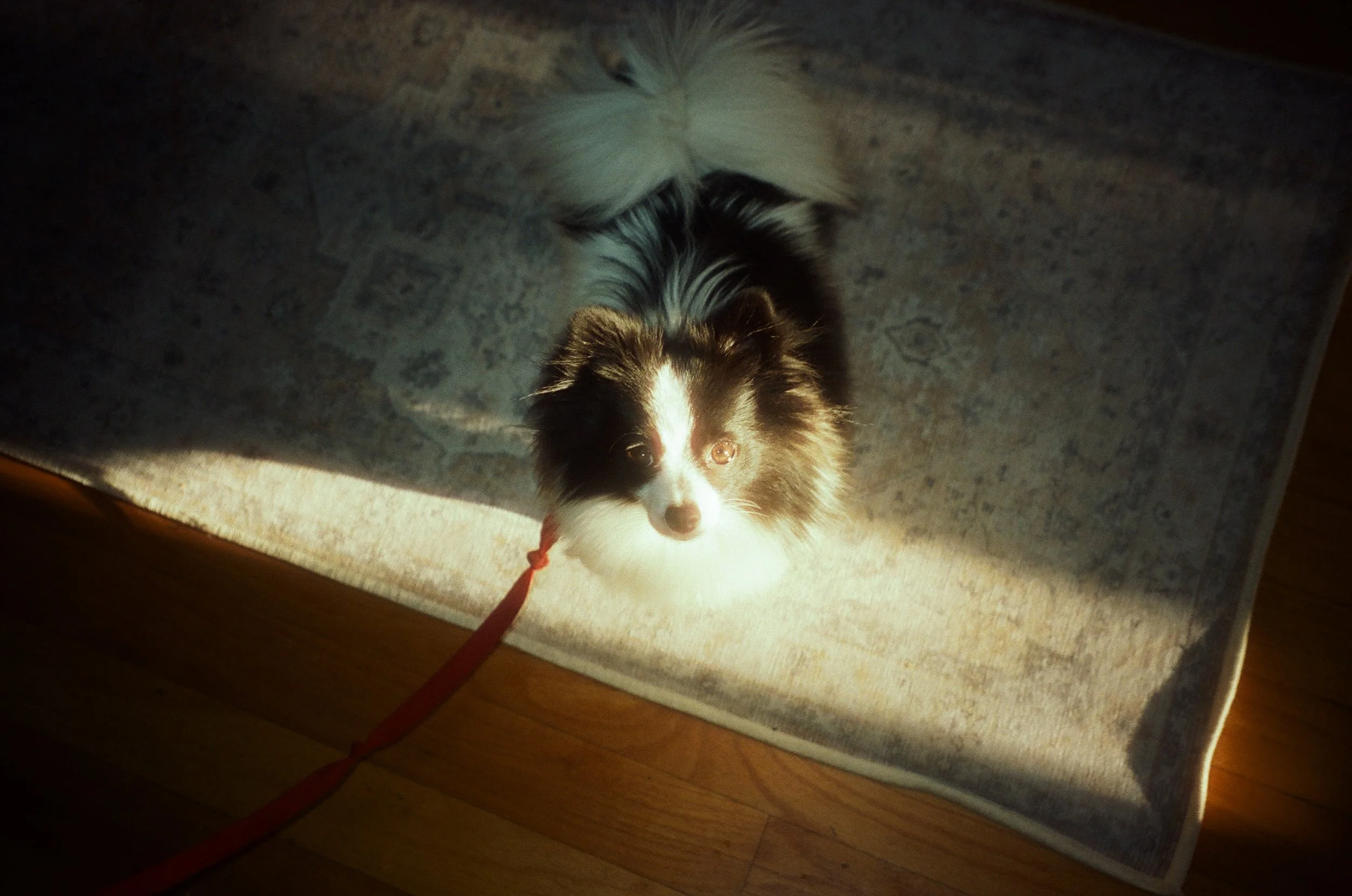 Cinestill 400D 35mm. Brooklyn, NY. 2026.