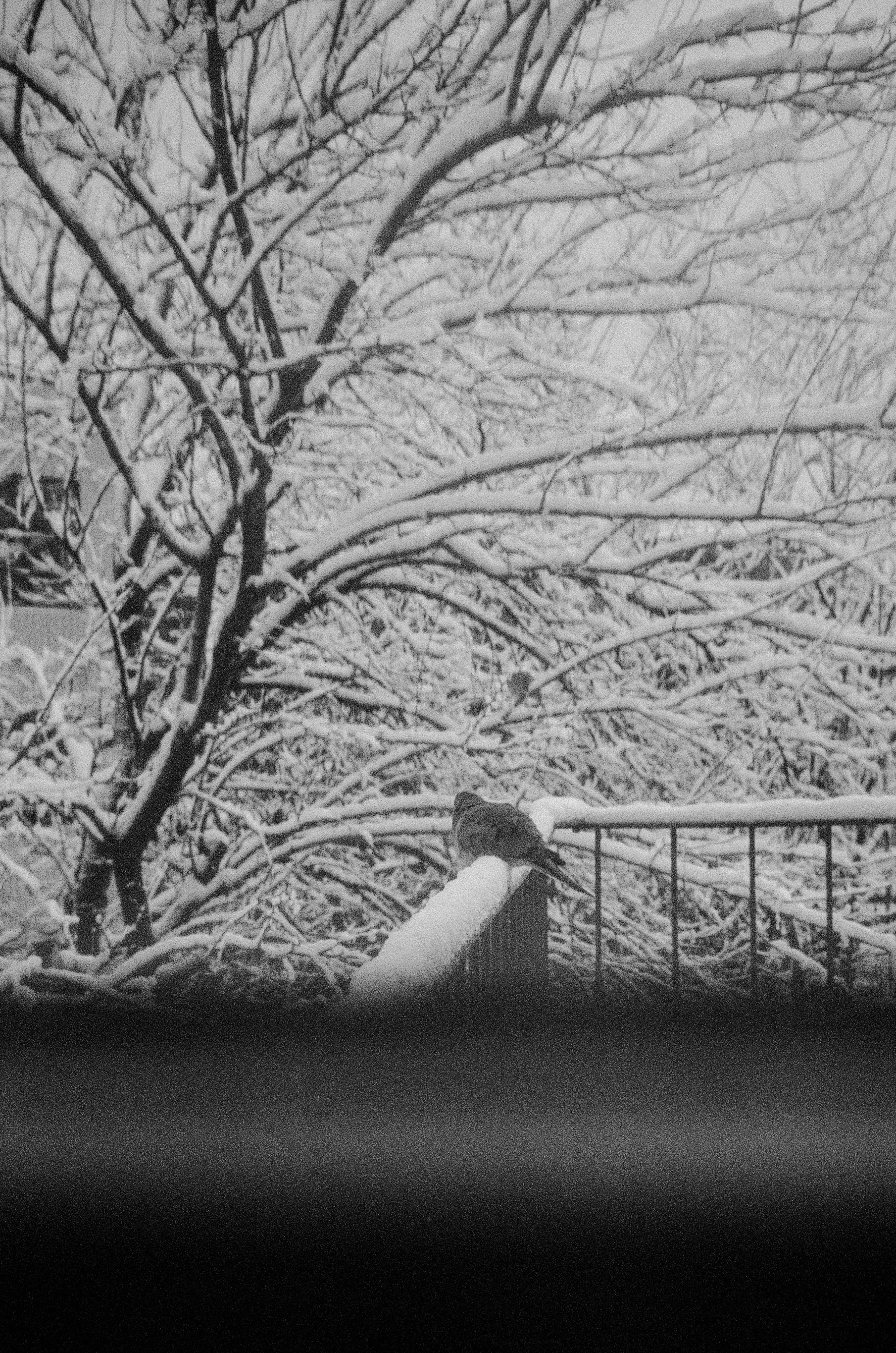 Ilford Delta 35mm. Brooklyn, NY. 2026.