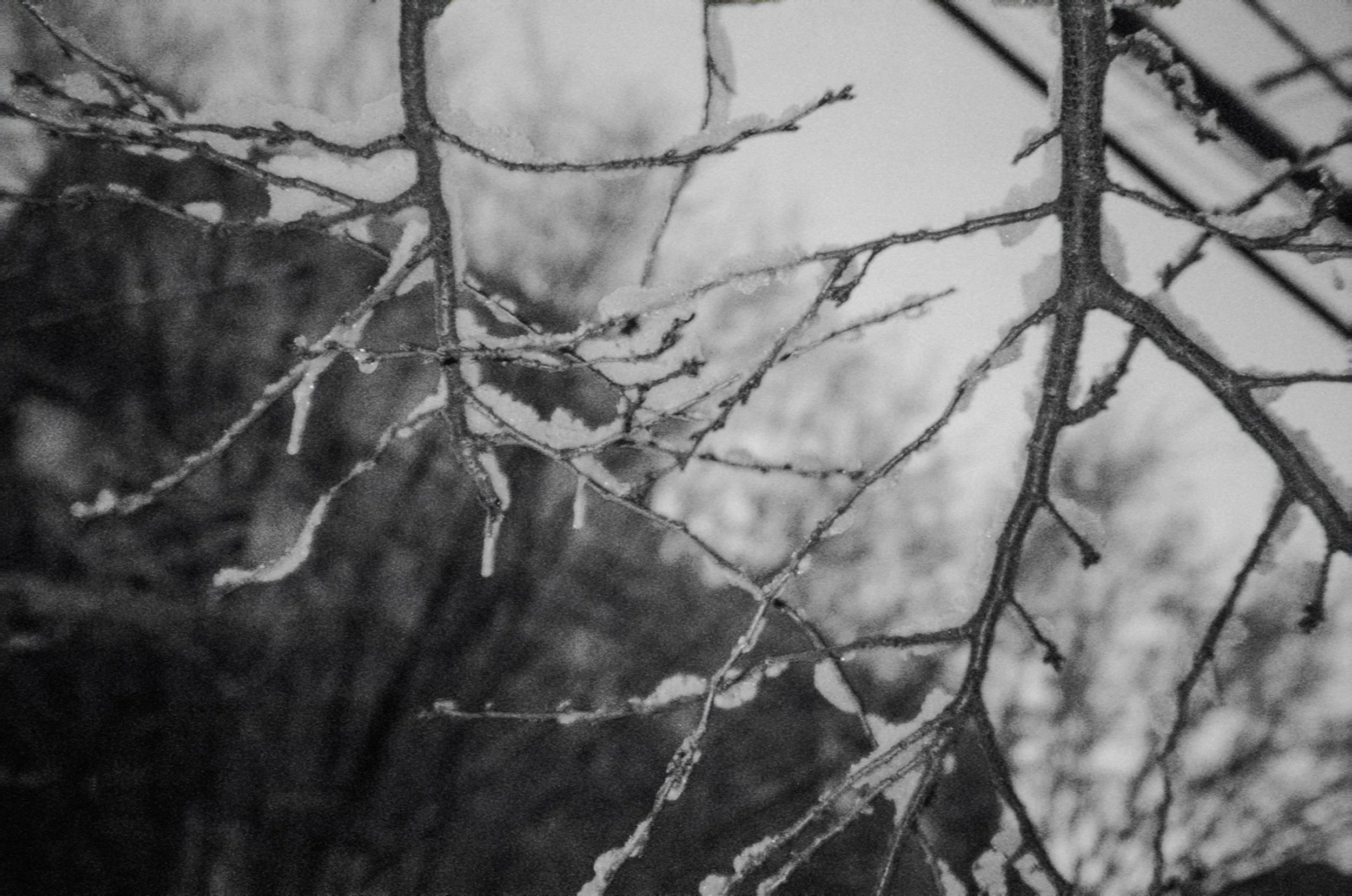 Ilford Delta 35mm. Brooklyn, NY. 2026.