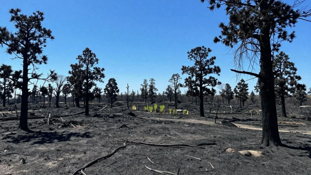 Rebuilding After the Palisades Fire